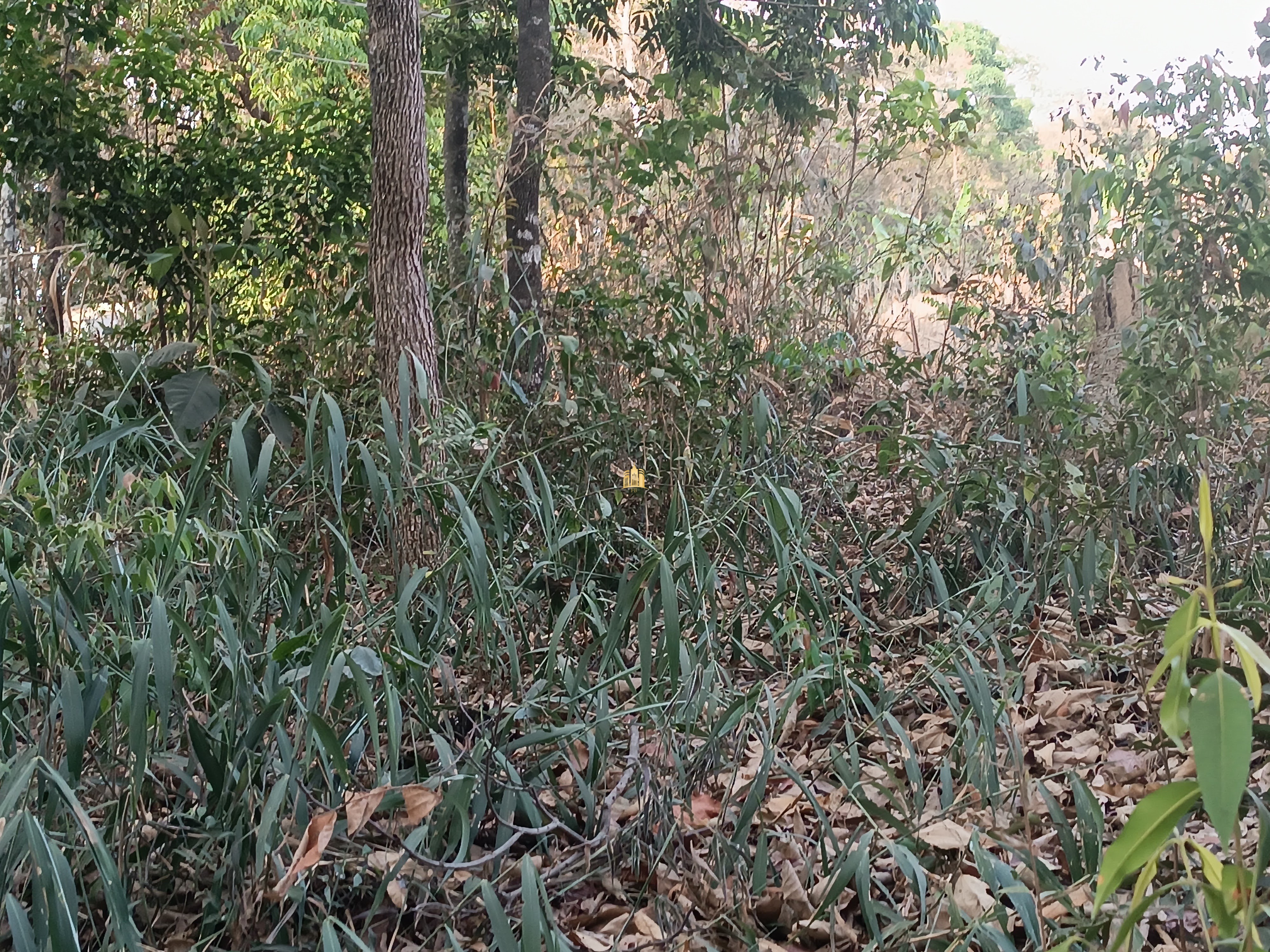 Sítio, 6 quartos, 7000 m² - Foto 83