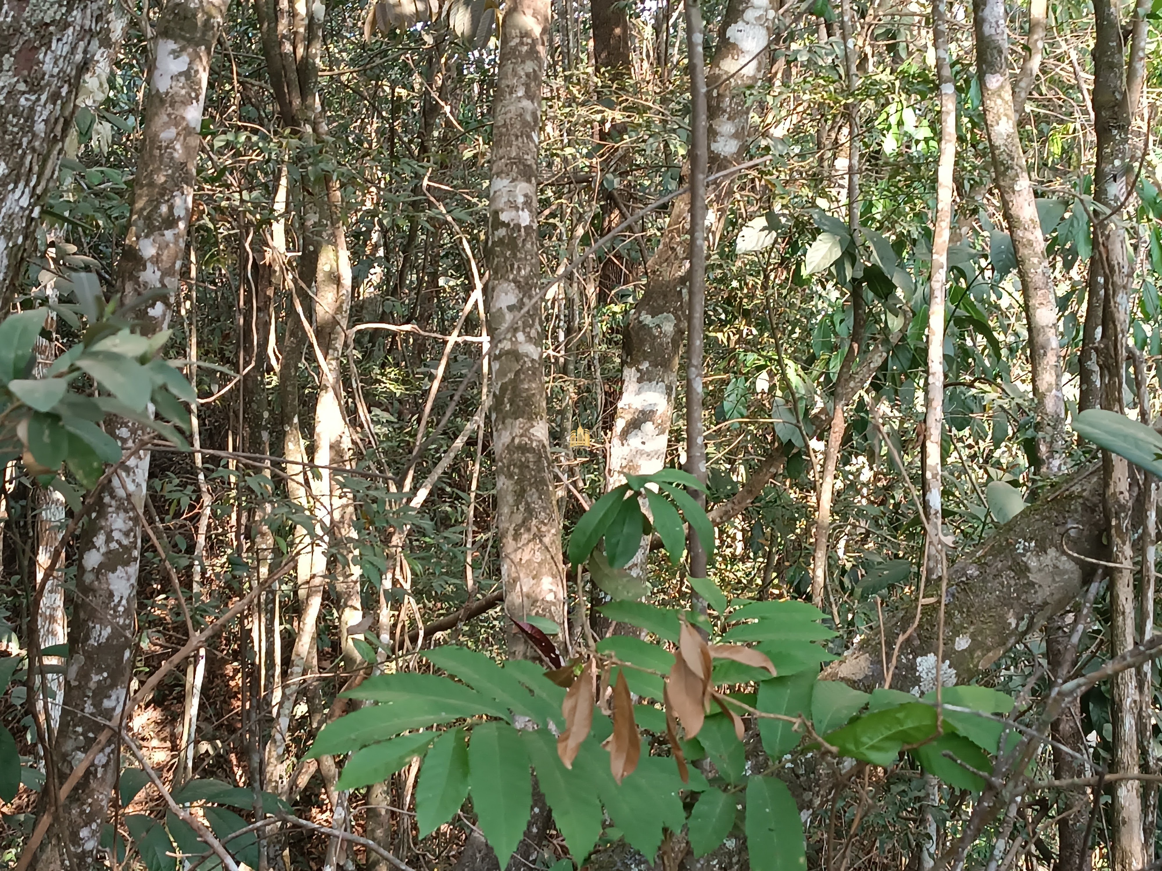 Sítio, 6 quartos, 7000 m² - Foto 89