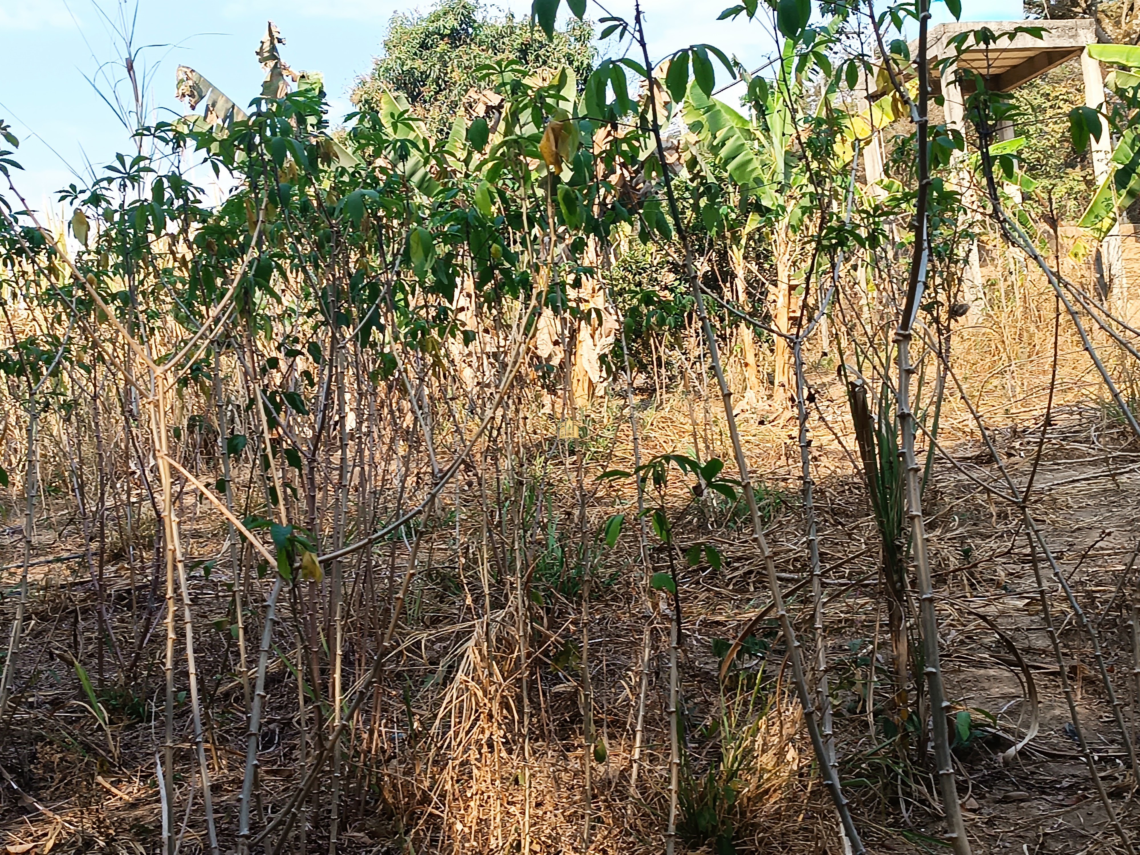 Sítio, 6 quartos, 7000 m² - Foto 80