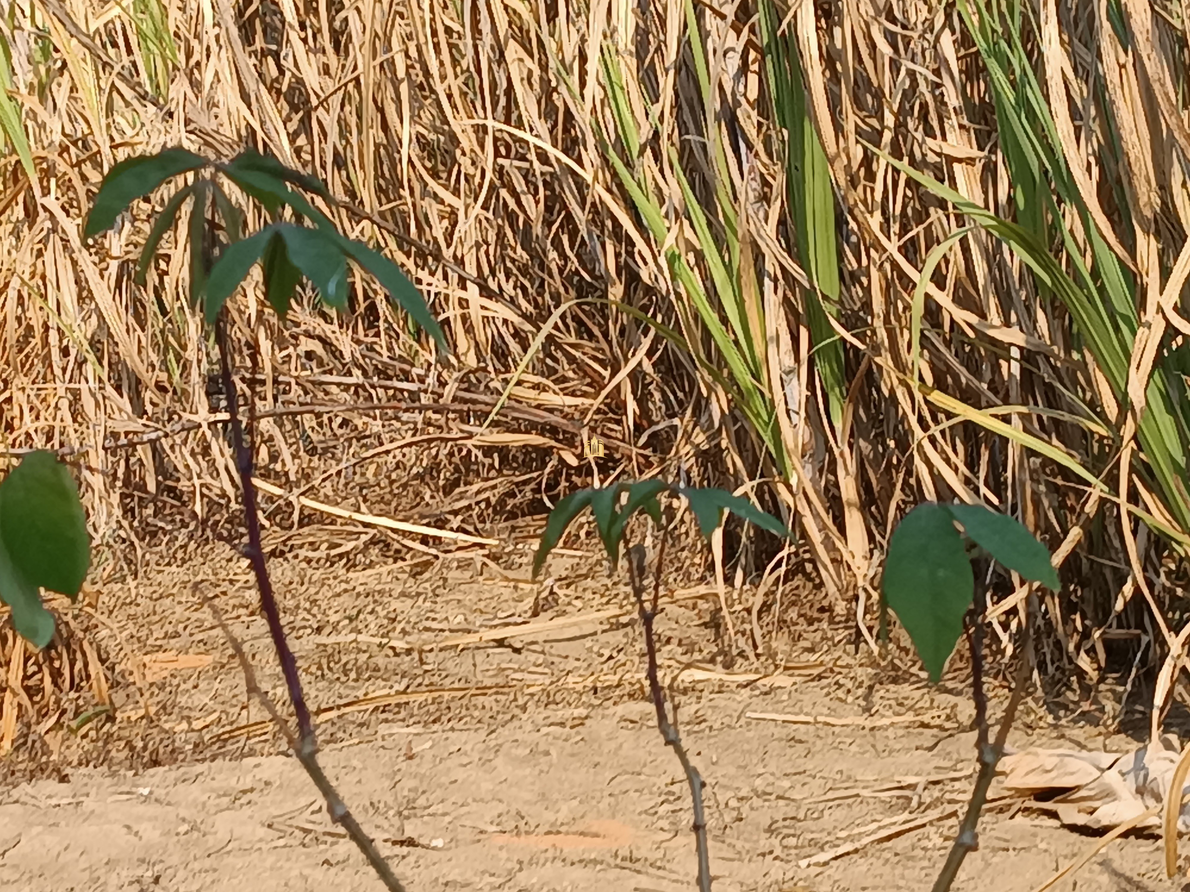 Sítio, 6 quartos, 7000 m² - Foto 77