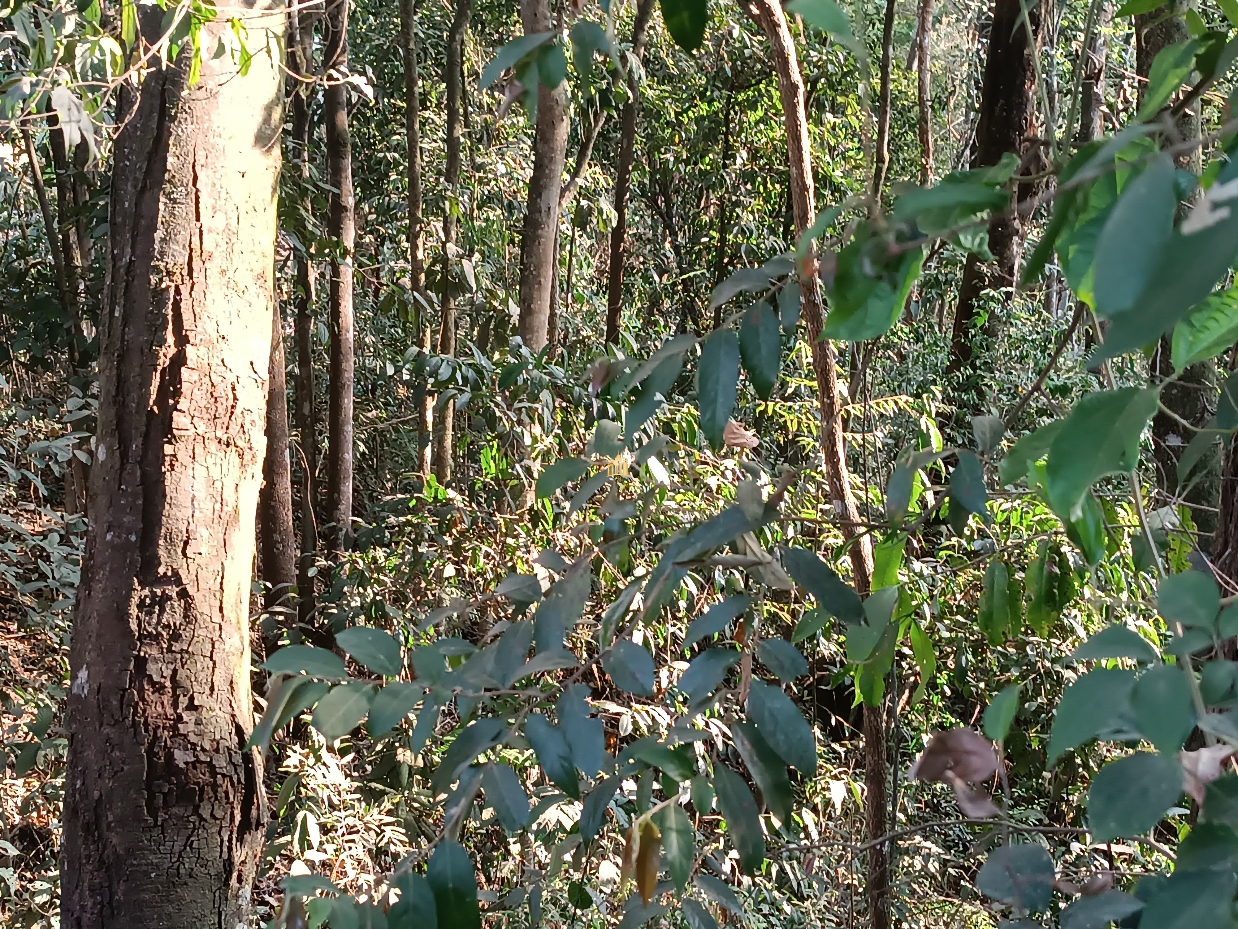 Sítio, 6 quartos, 7000 m² - Foto 84