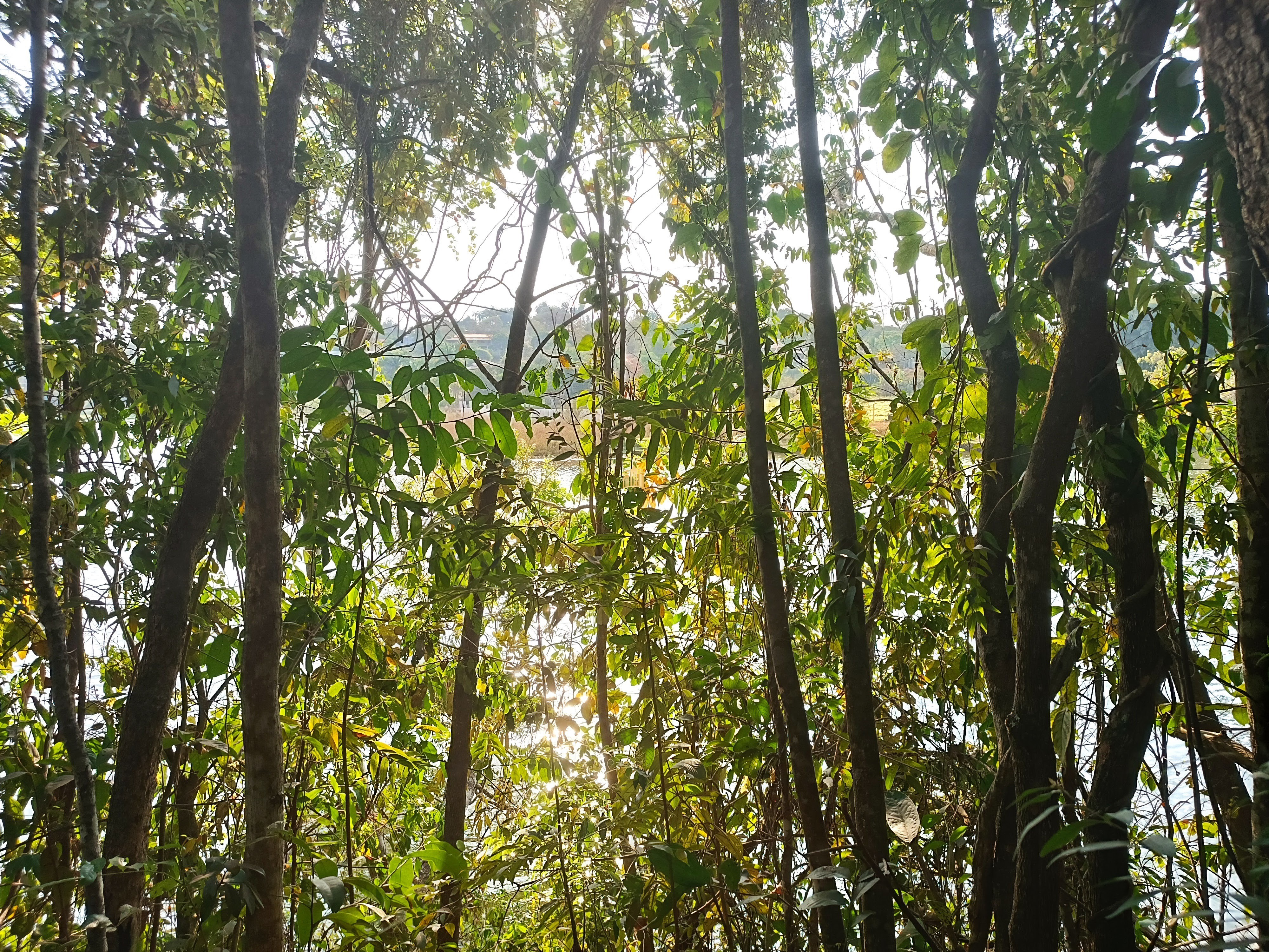 Sítio, 6 quartos, 7000 m² - Foto 97