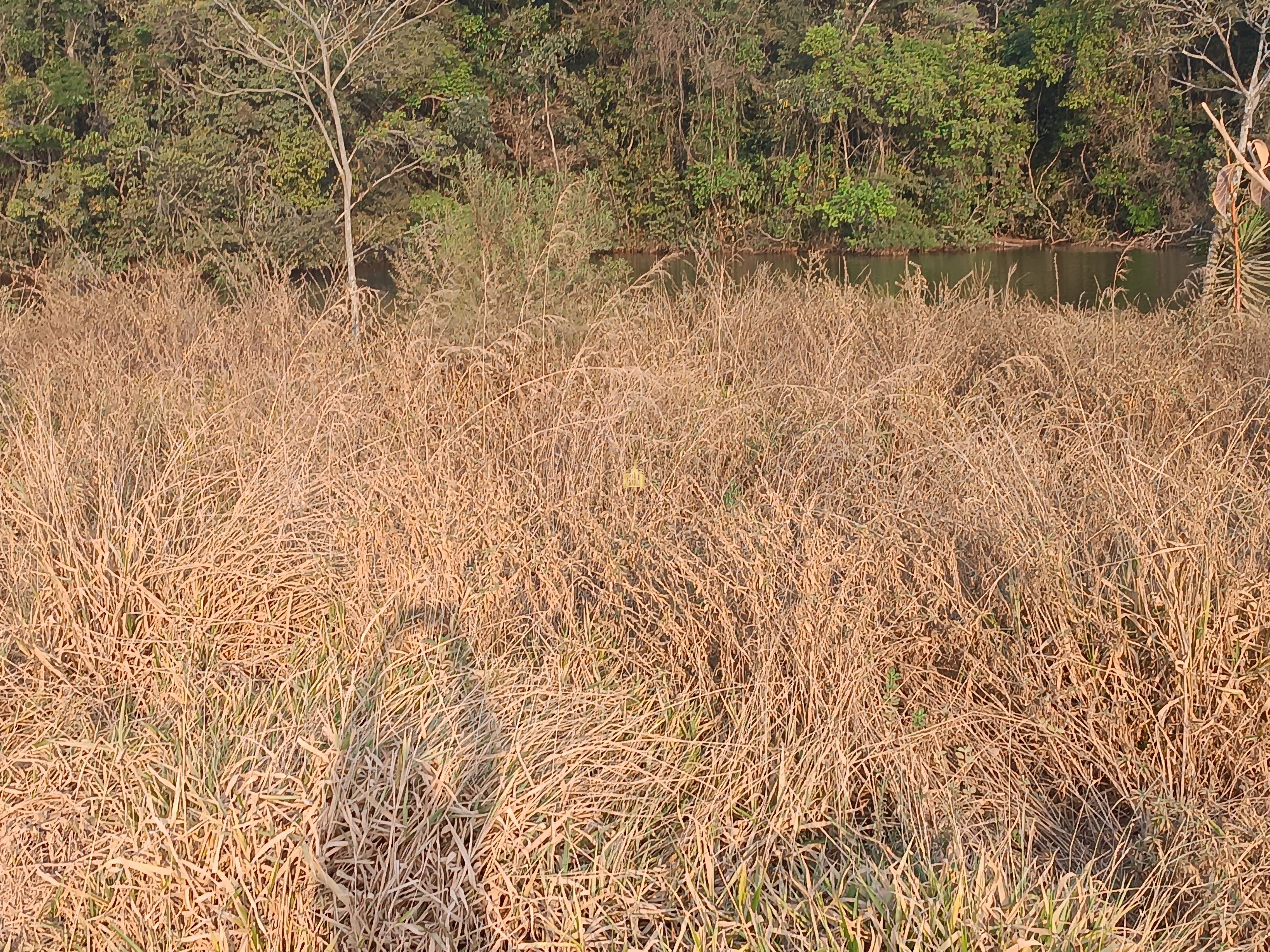 Sítio, 6 quartos, 7000 m² - Foto 7