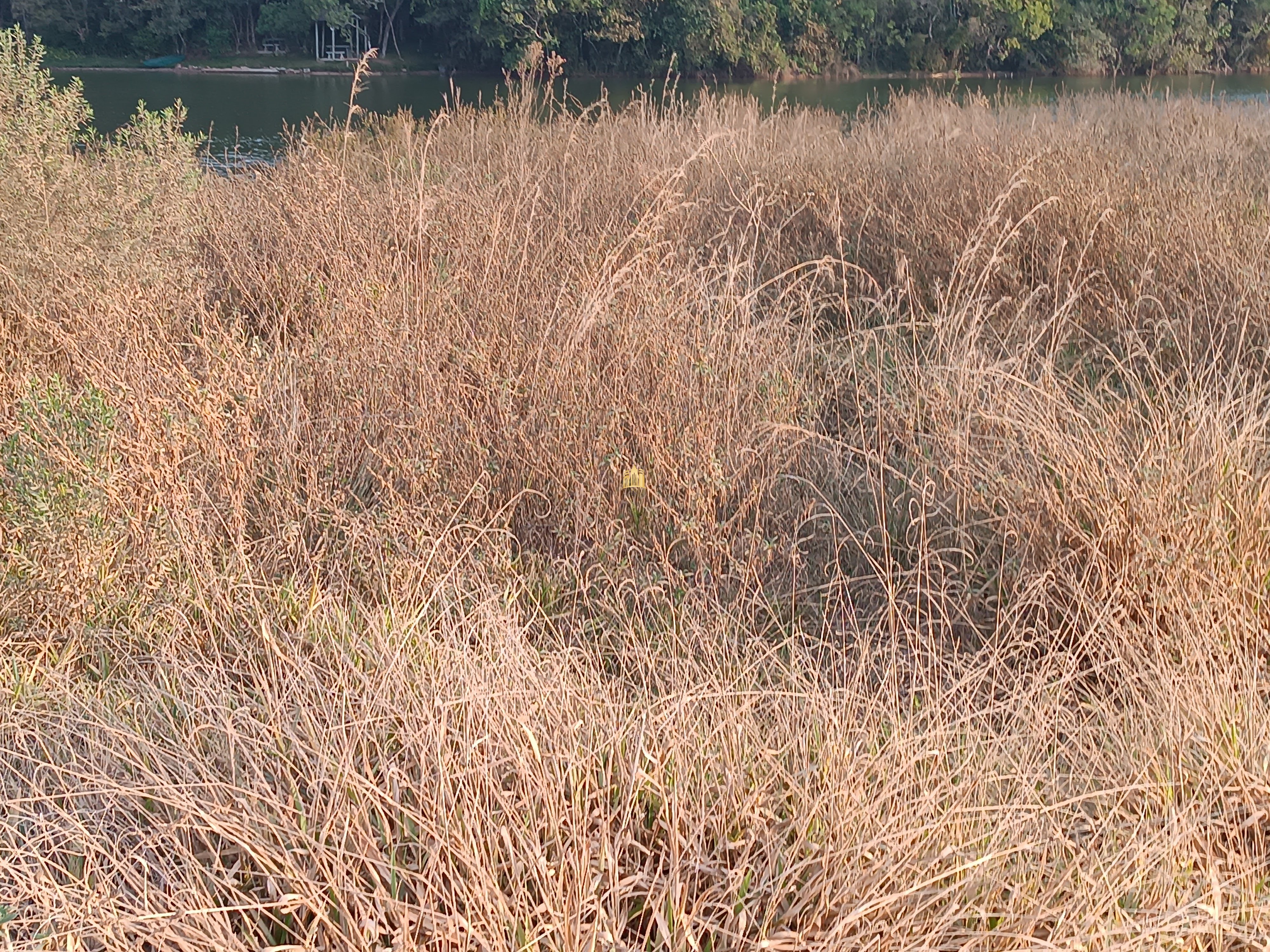 Sítio, 6 quartos, 7000 m² - Foto 10