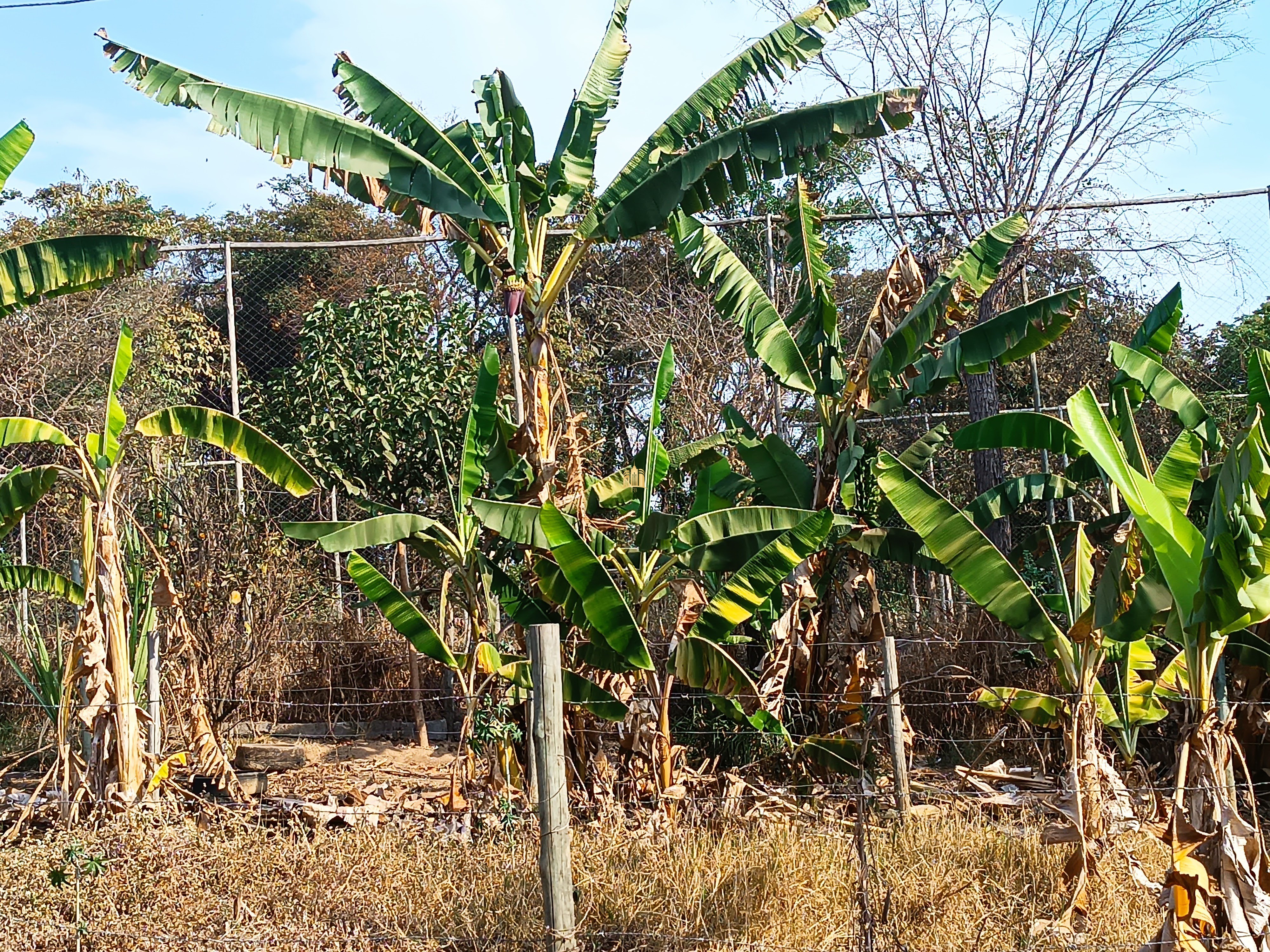 Sítio, 6 quartos, 7000 m² - Foto 74