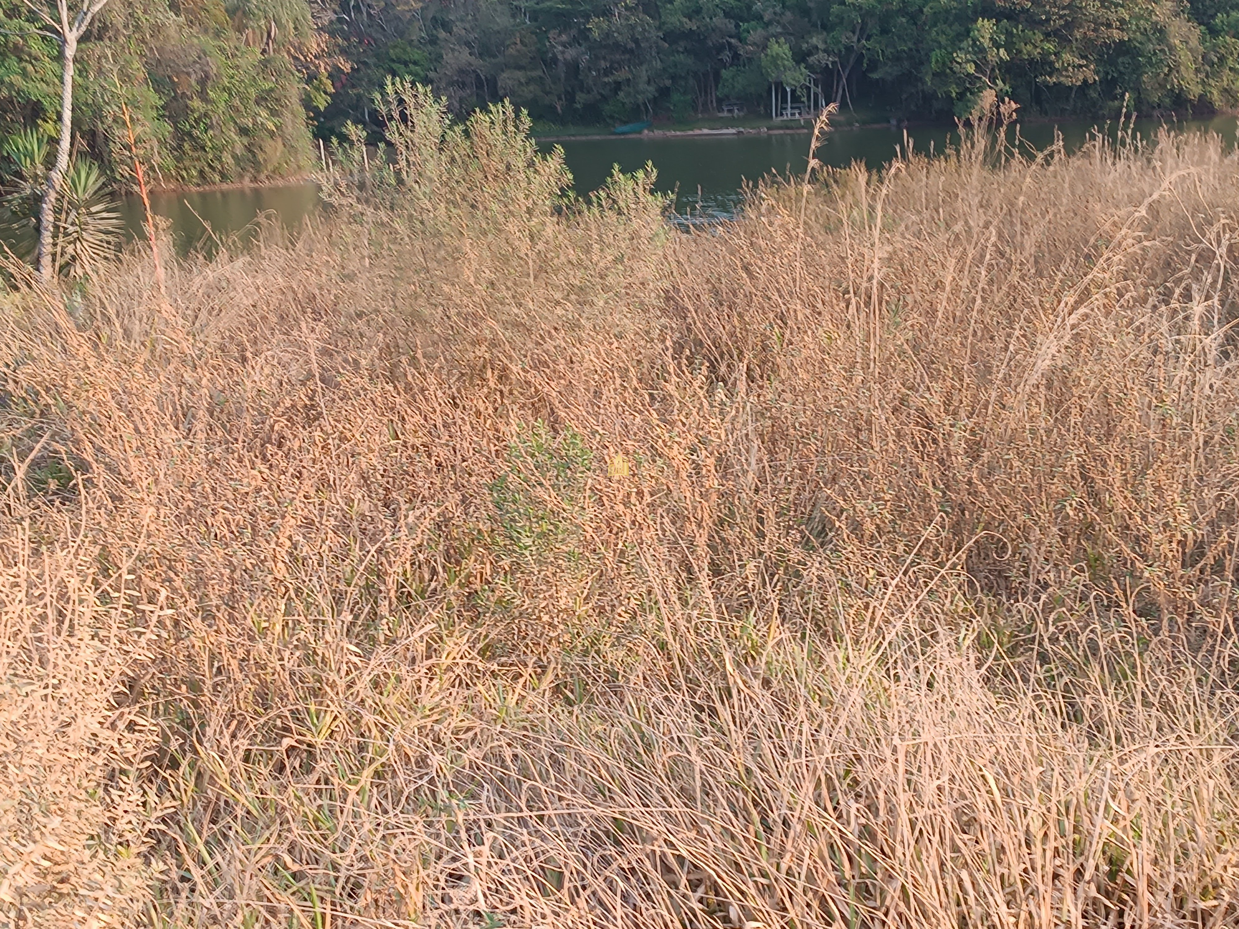 Sítio, 6 quartos, 7000 m² - Foto 11