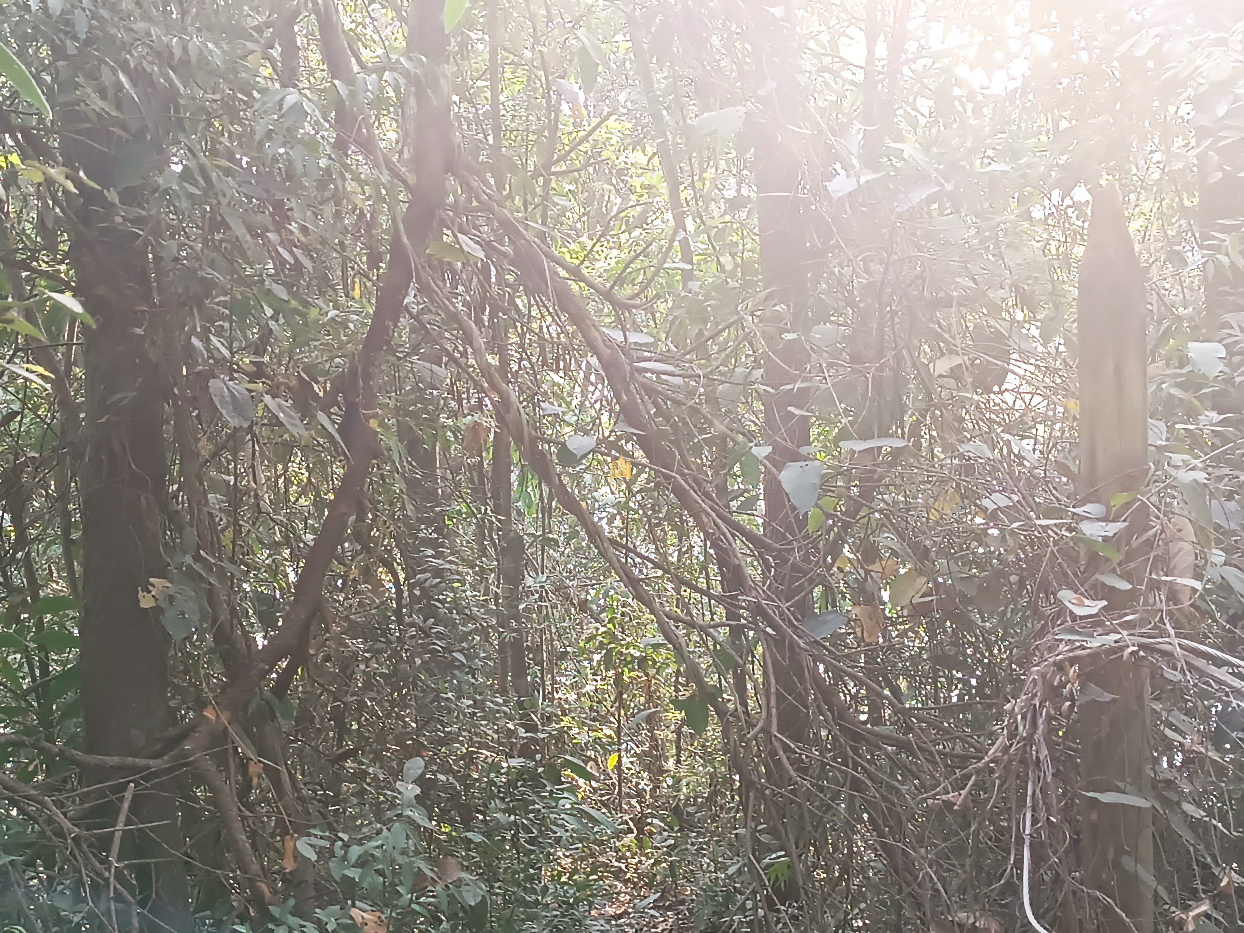 Sítio, 6 quartos, 7000 m² - Foto 85