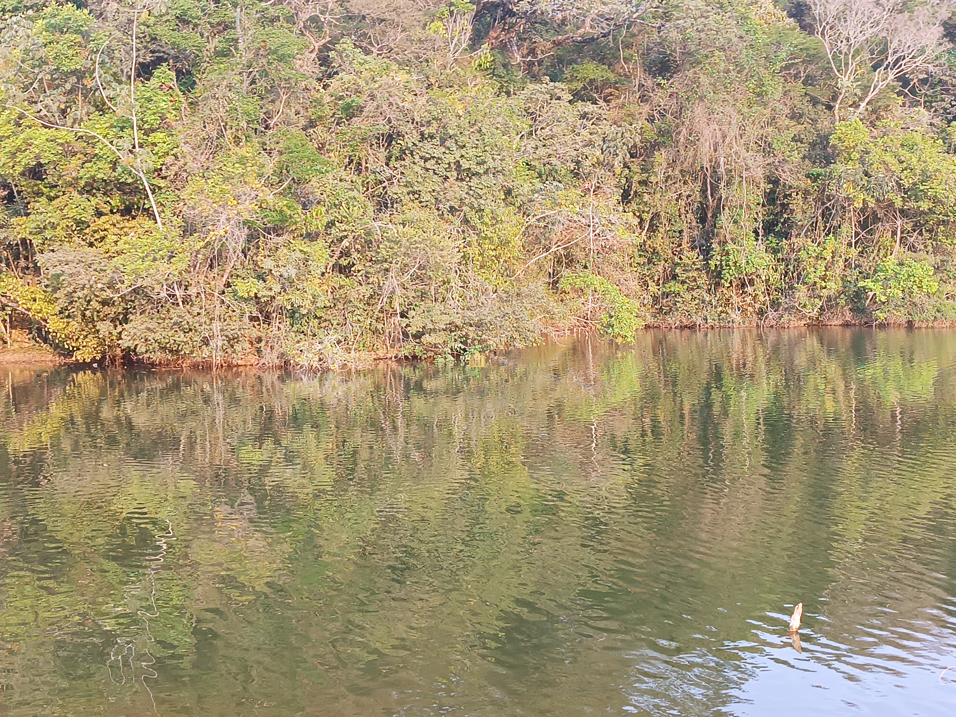 Sítio, 6 quartos, 7000 m² - Foto 6