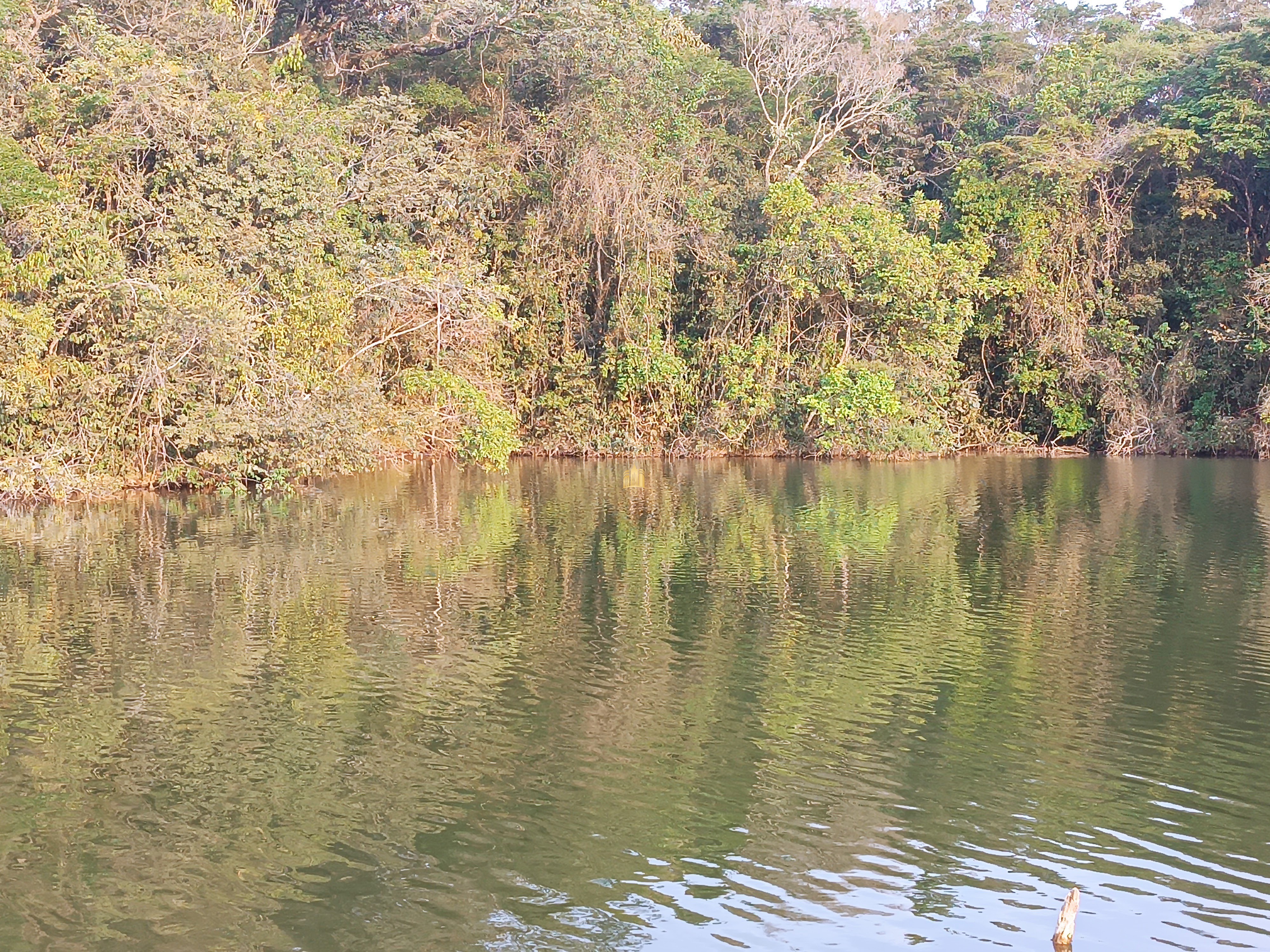 Sítio, 6 quartos, 7000 m² - Foto 5