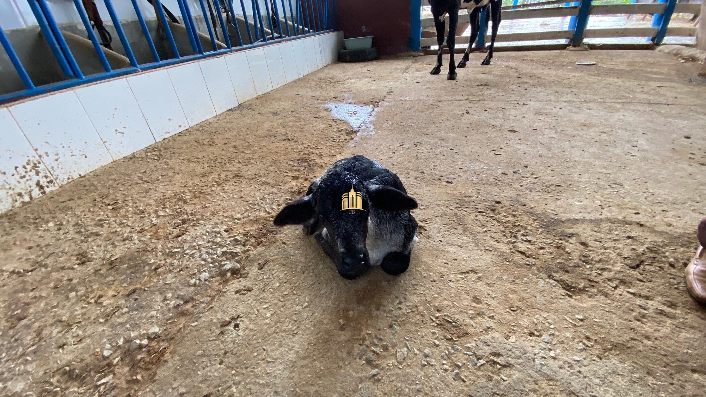 Fazenda à venda com 3 quartos, 800000m² - Foto 43