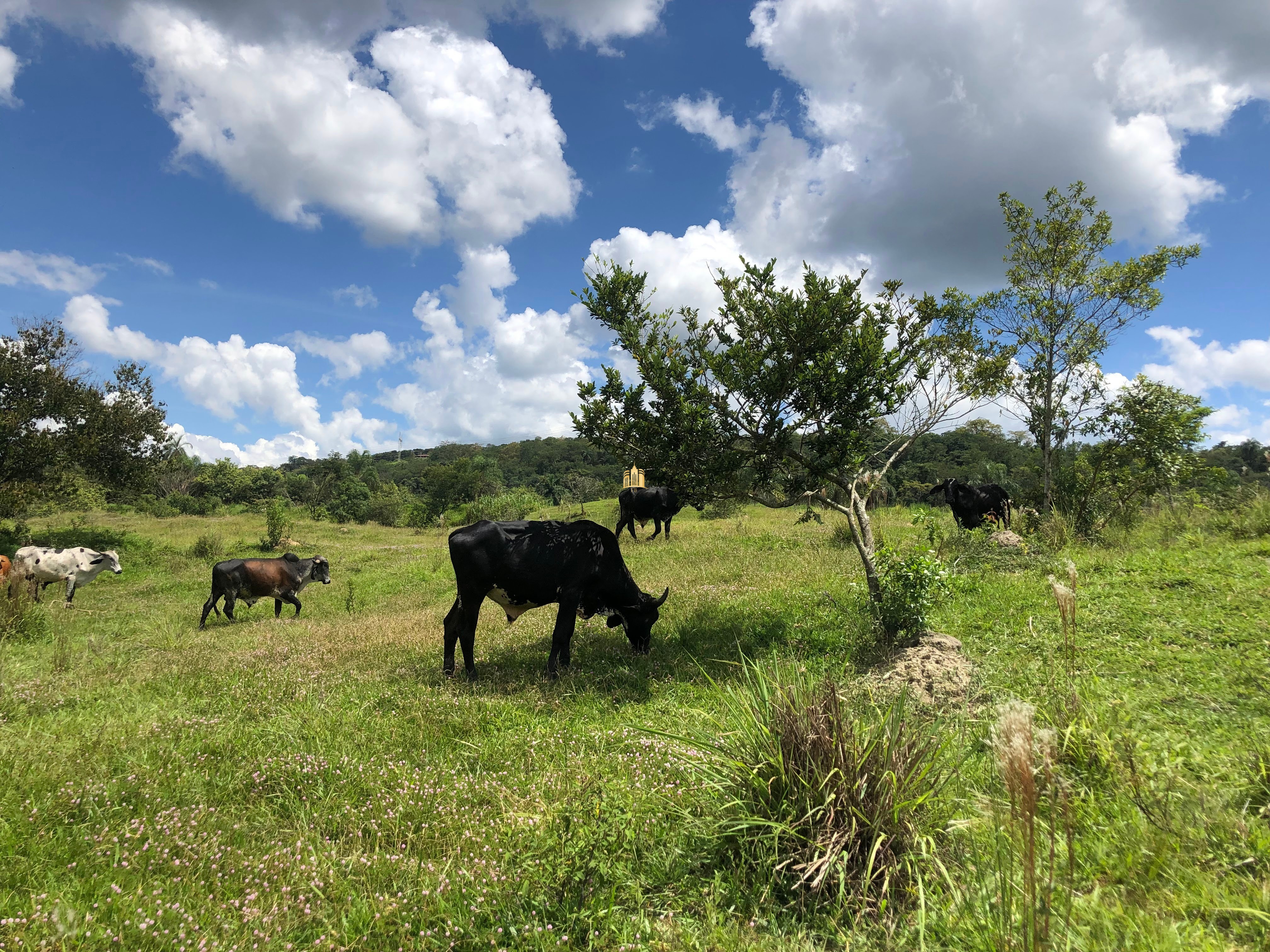 Loteamento e Condomínio à venda com 12 quartos, 47000m² - Foto 60