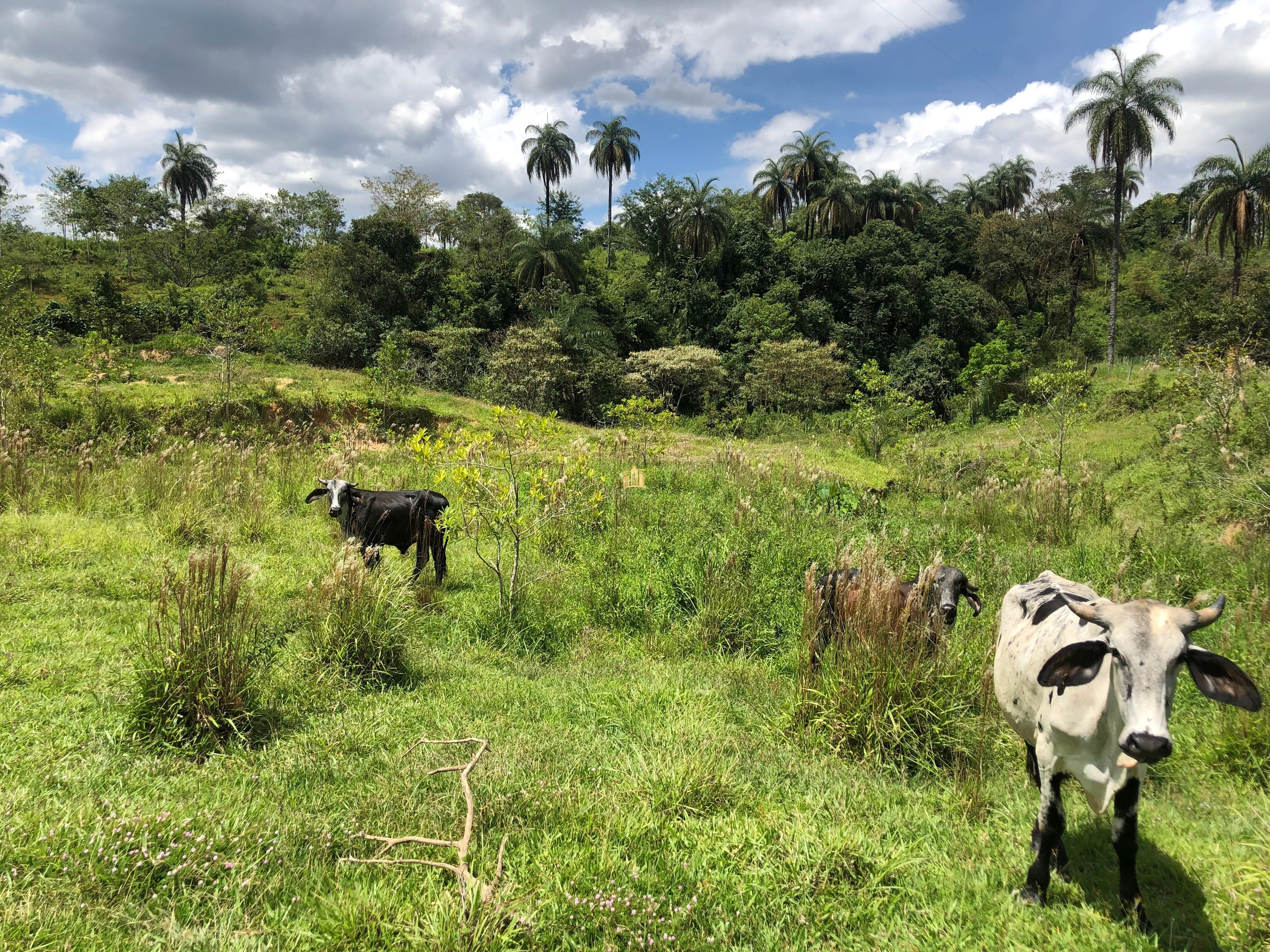 Loteamento e Condomínio à venda com 12 quartos, 47000m² - Foto 65