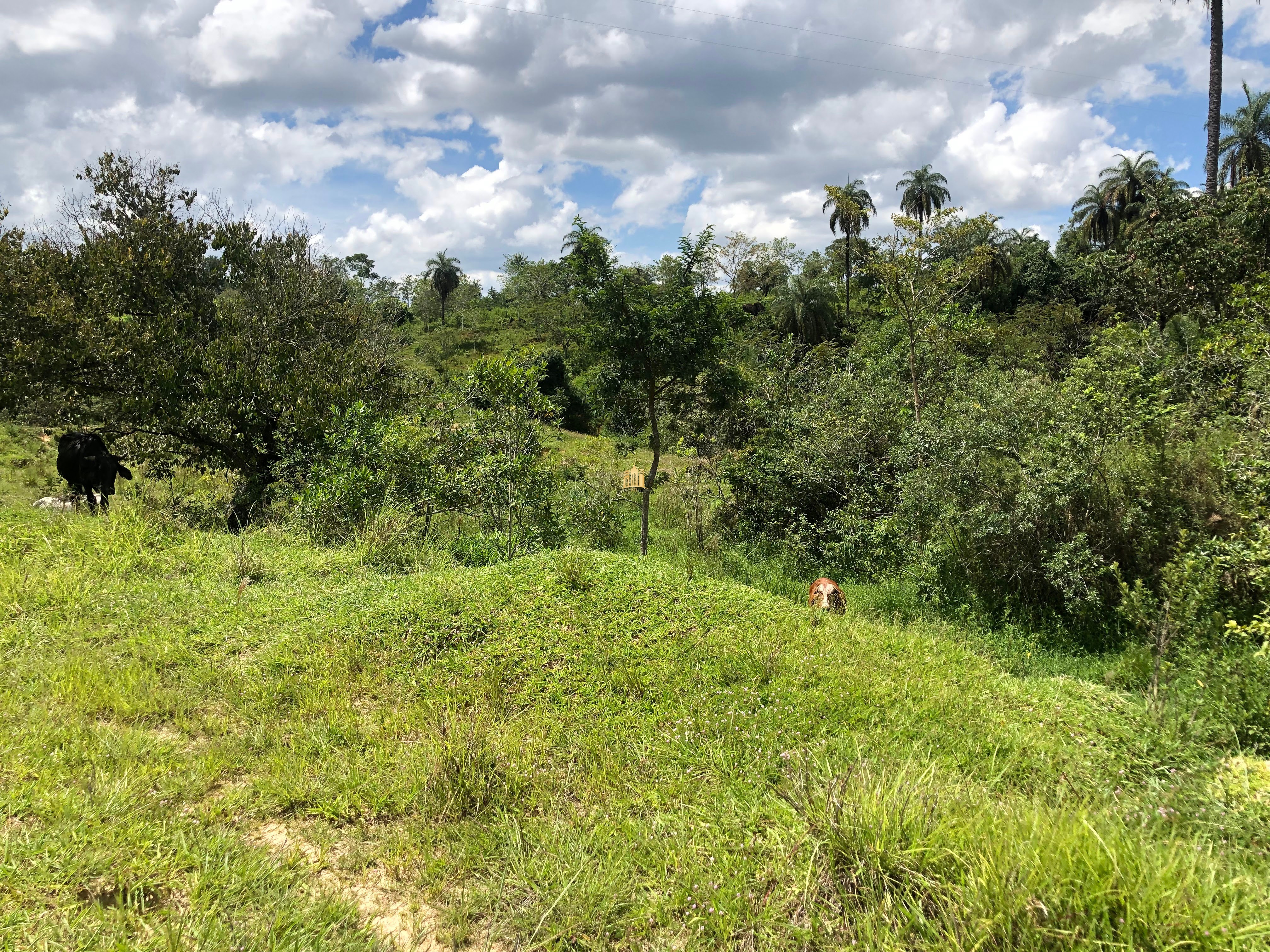 Loteamento e Condomínio à venda com 12 quartos, 47000m² - Foto 67