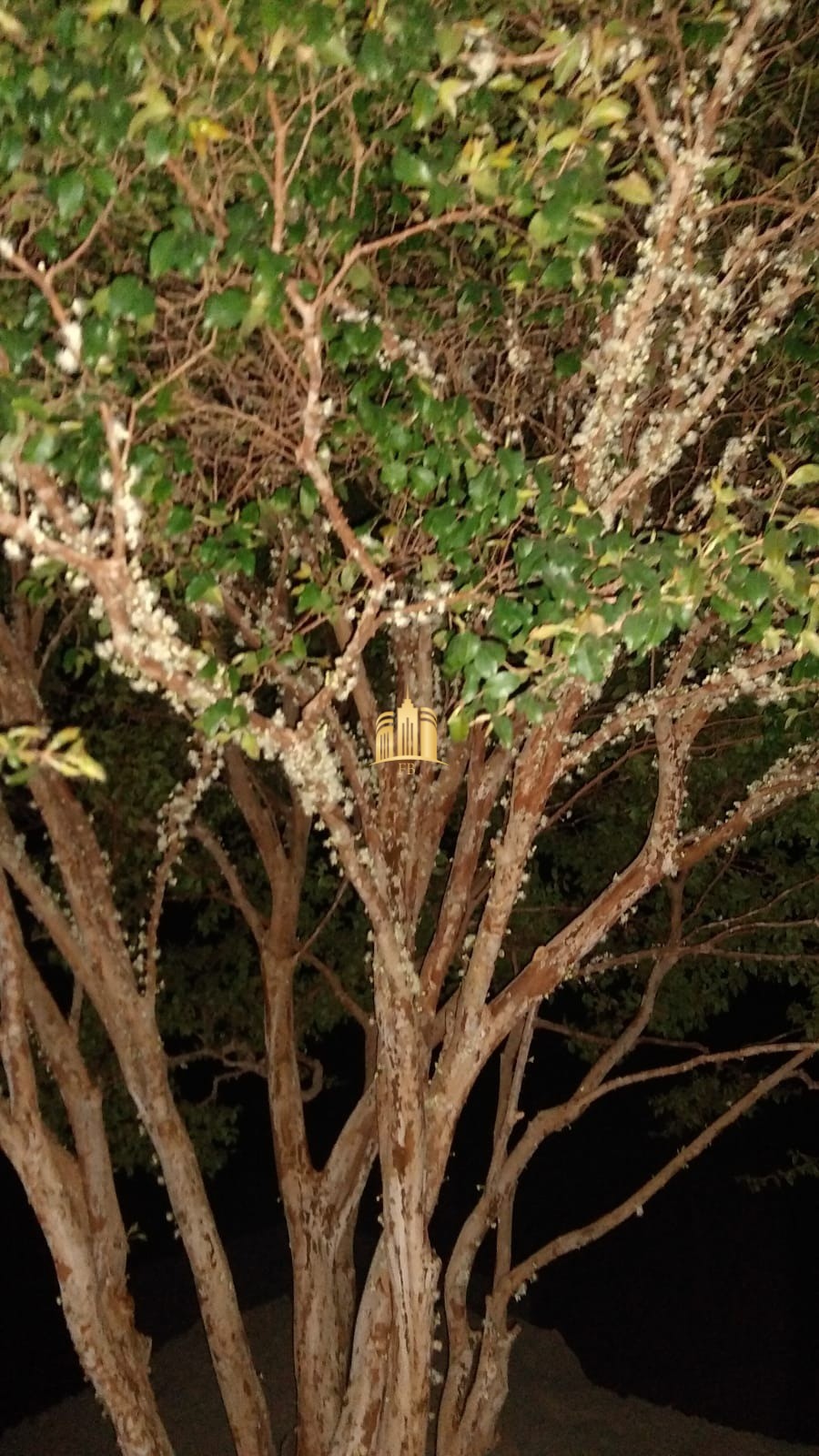 Sítio, 4 quartos, 3300 m² - Foto 19