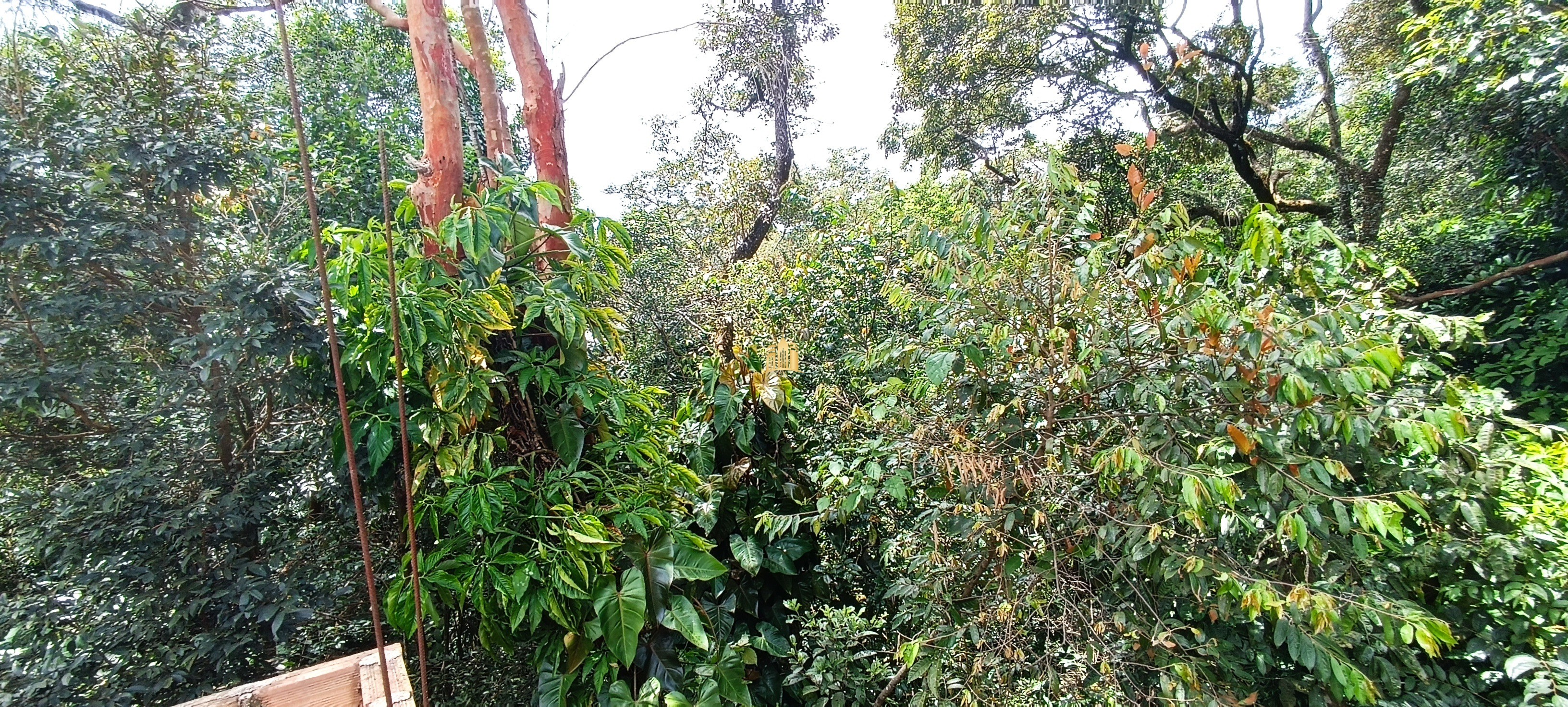 Sítio, 5 quartos, 5000 m² - Foto 14