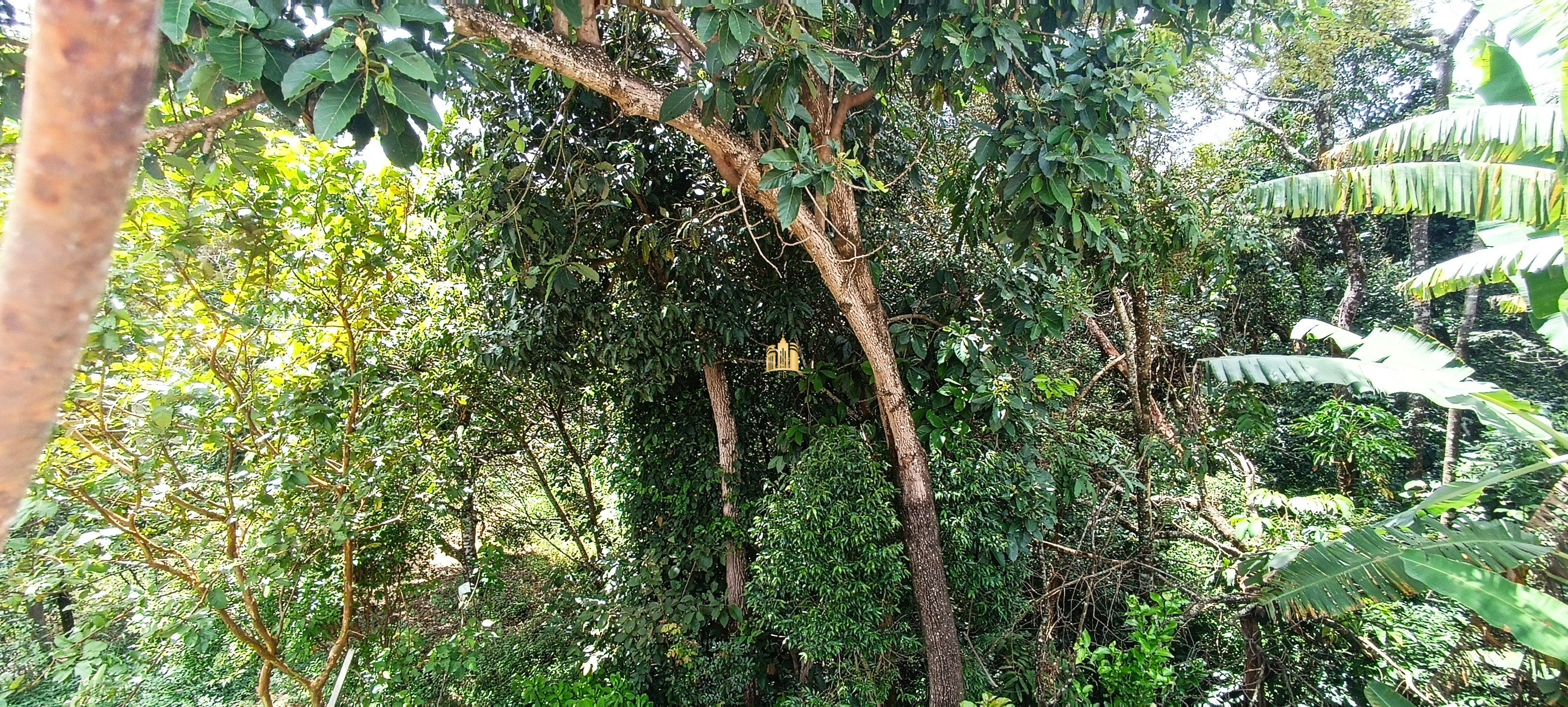 Sítio, 5 quartos, 5000 m² - Foto 28