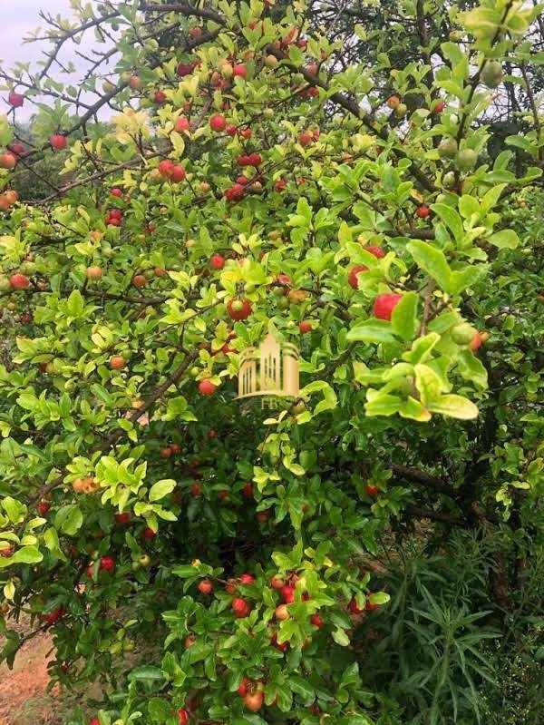 Sítio, 6 quartos, 5000 m² - Foto 26