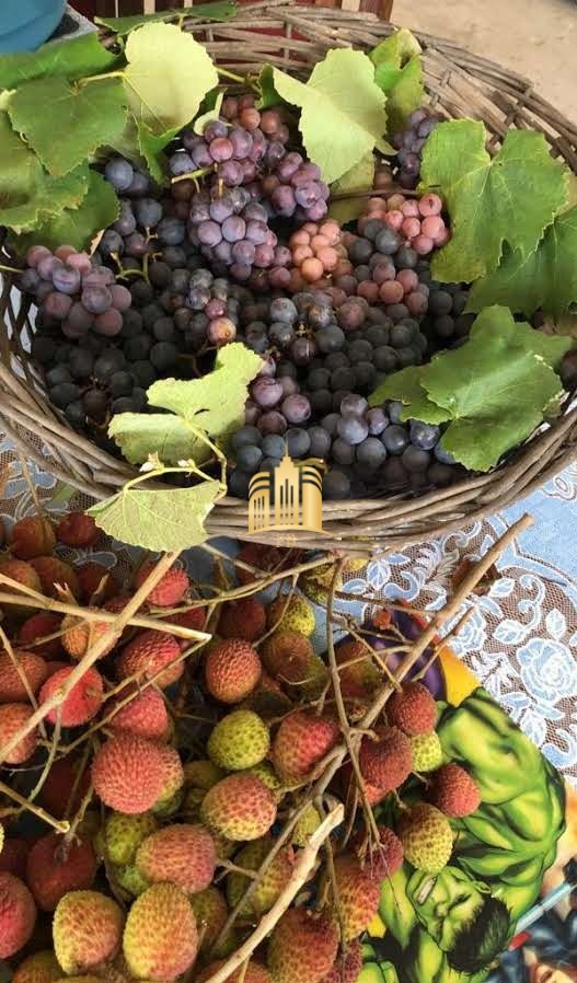 Sítio, 6 quartos, 5000 m² - Foto 23