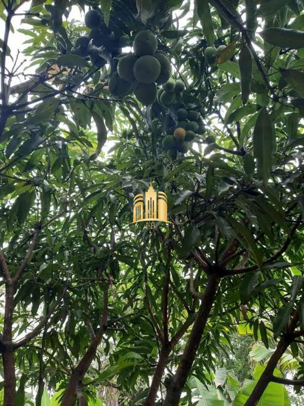 Sítio, 6 quartos, 5000 m² - Foto 29