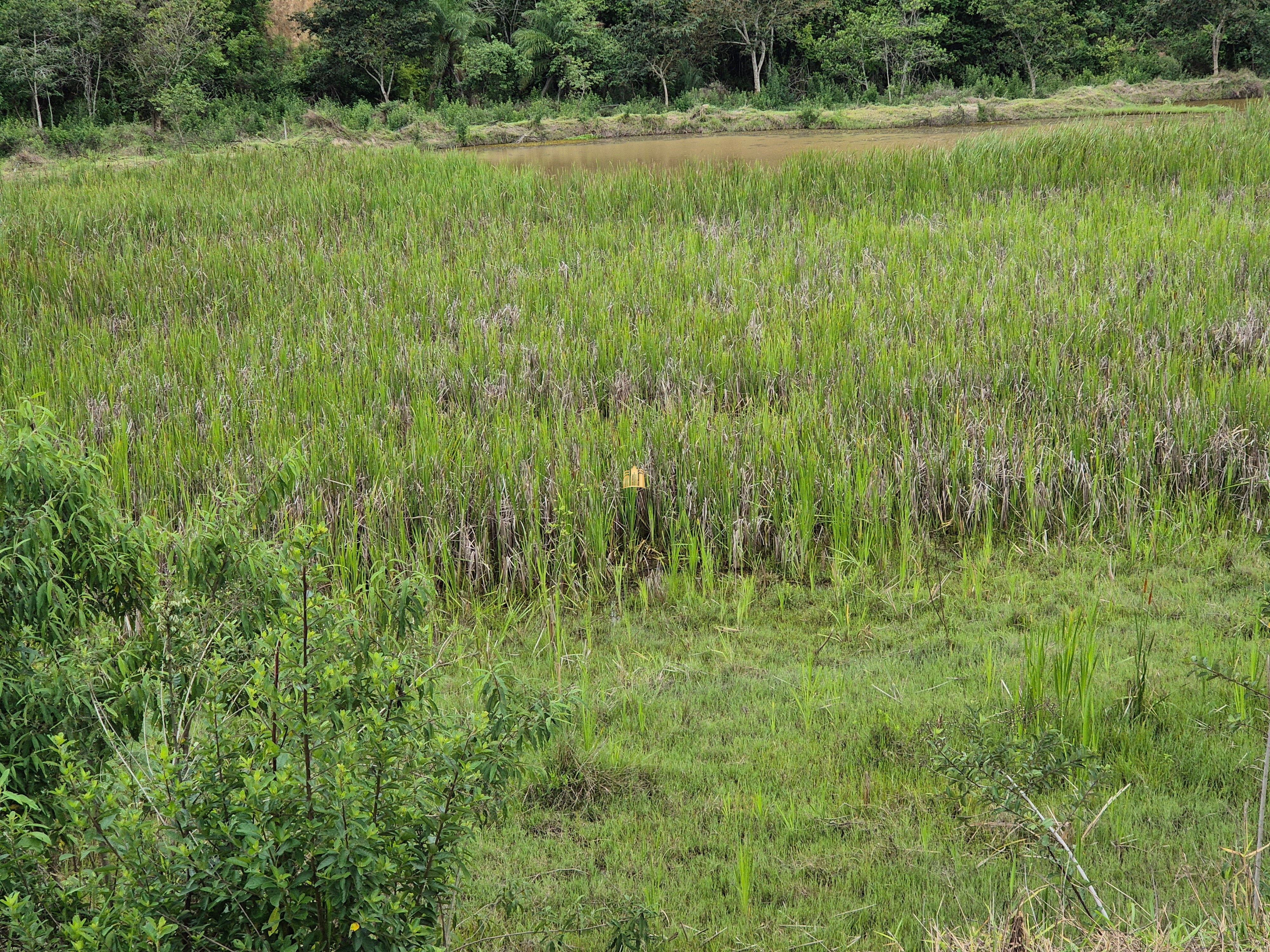 Fazenda à venda com 8 quartos, 90000m² - Foto 63