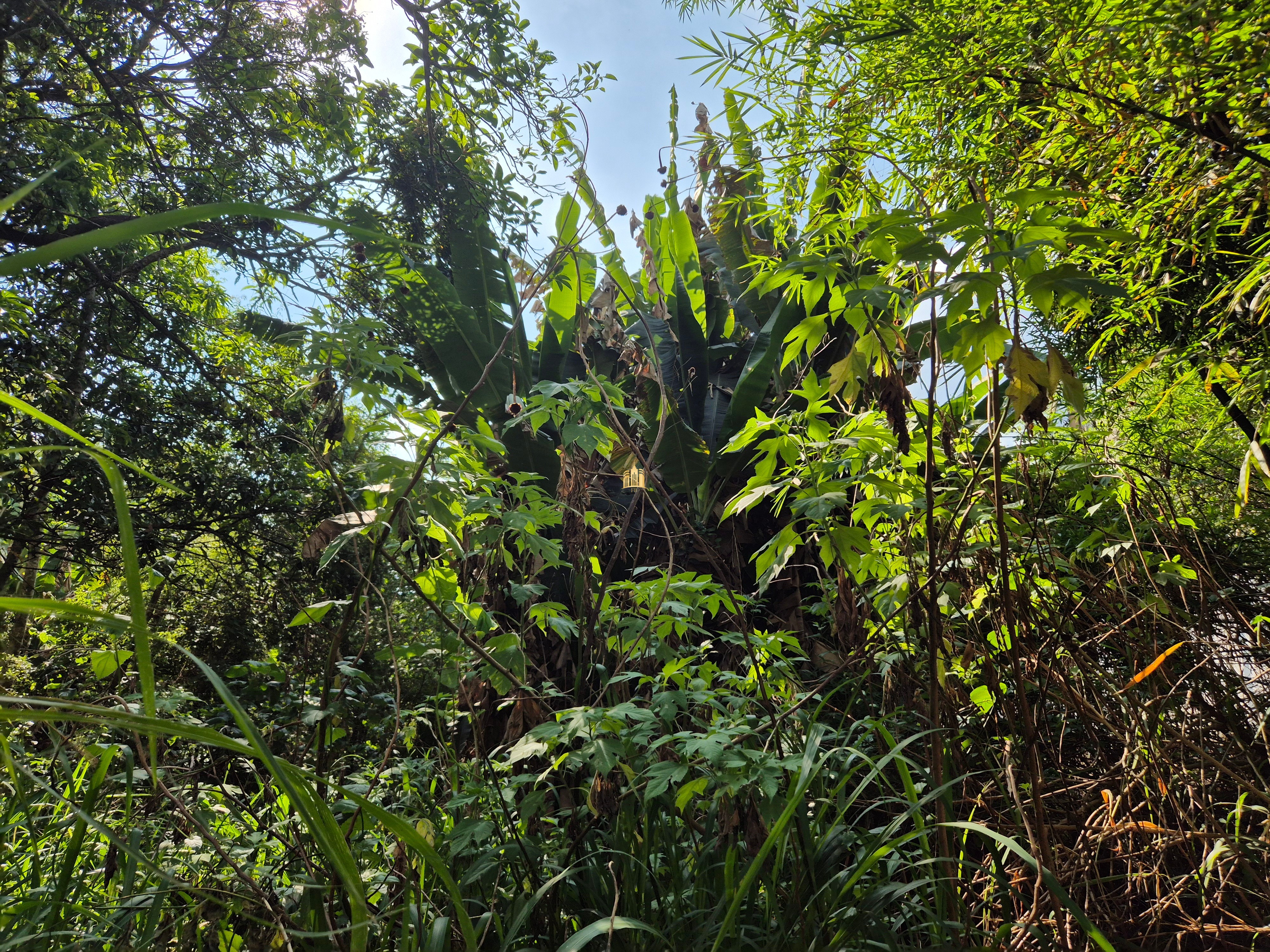 Sítio, 6 quartos, 1696 m² - Foto 36