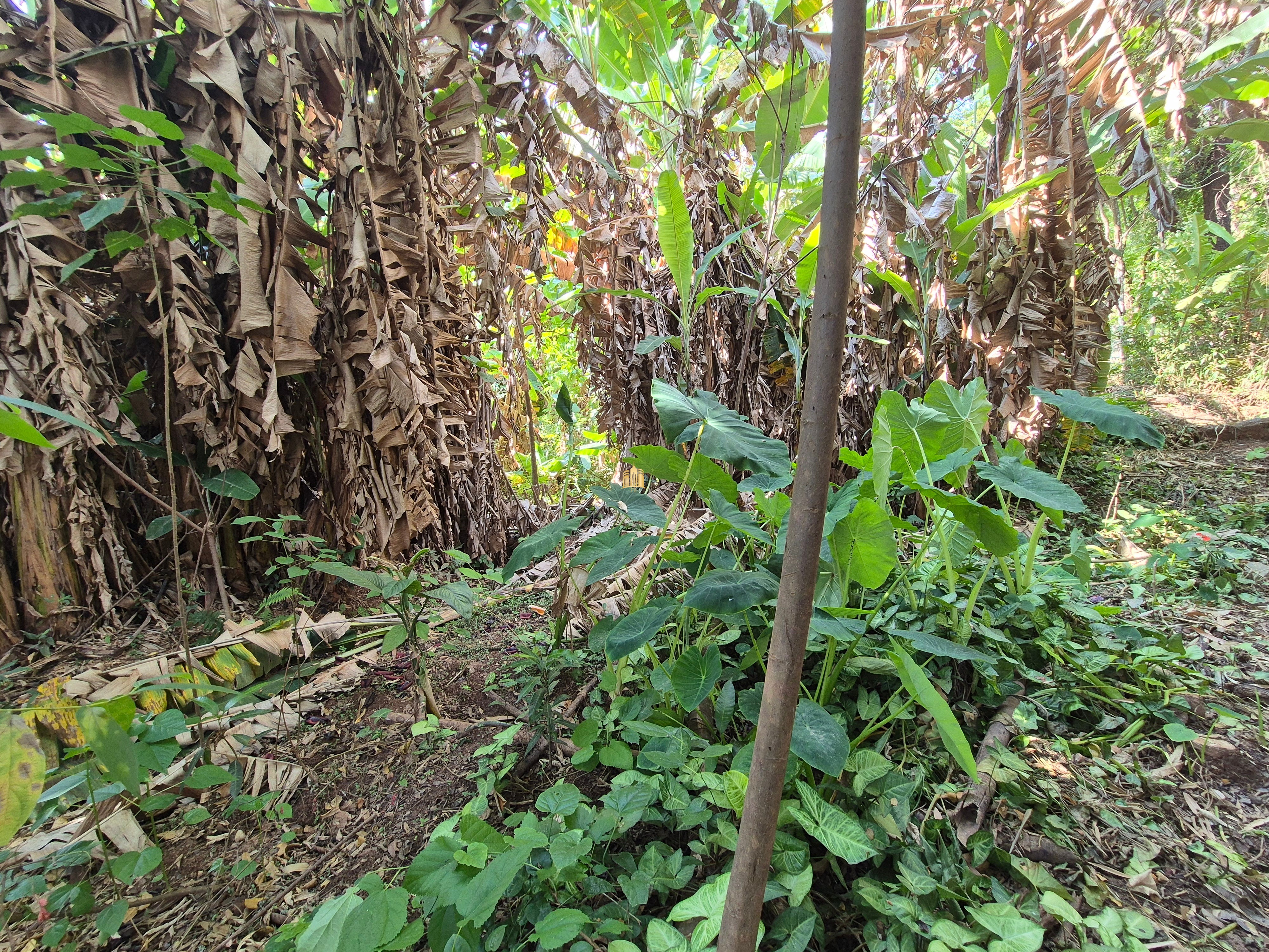 Sítio, 6 quartos, 1696 m² - Foto 33