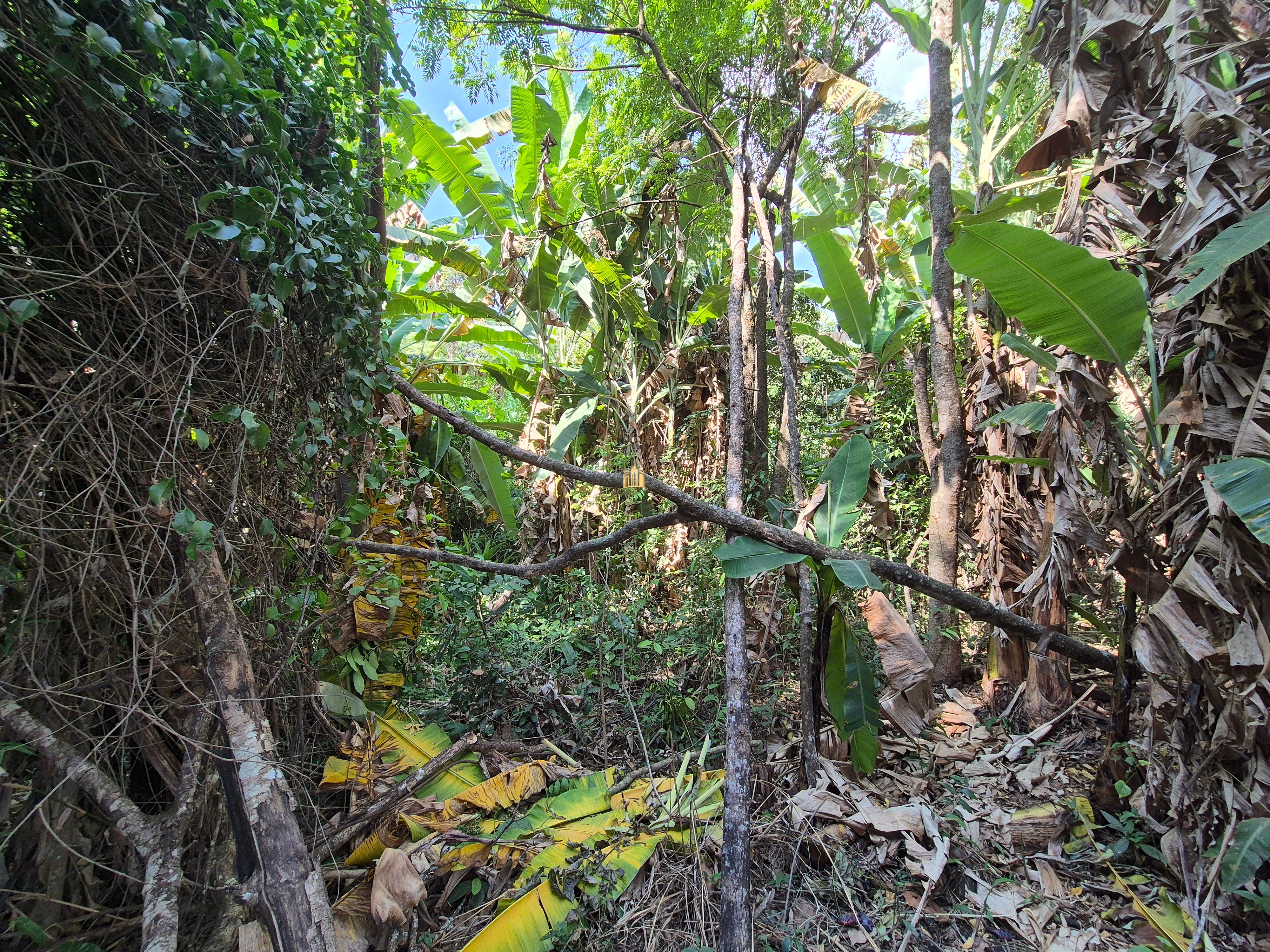 Sítio, 6 quartos, 1696 m² - Foto 35