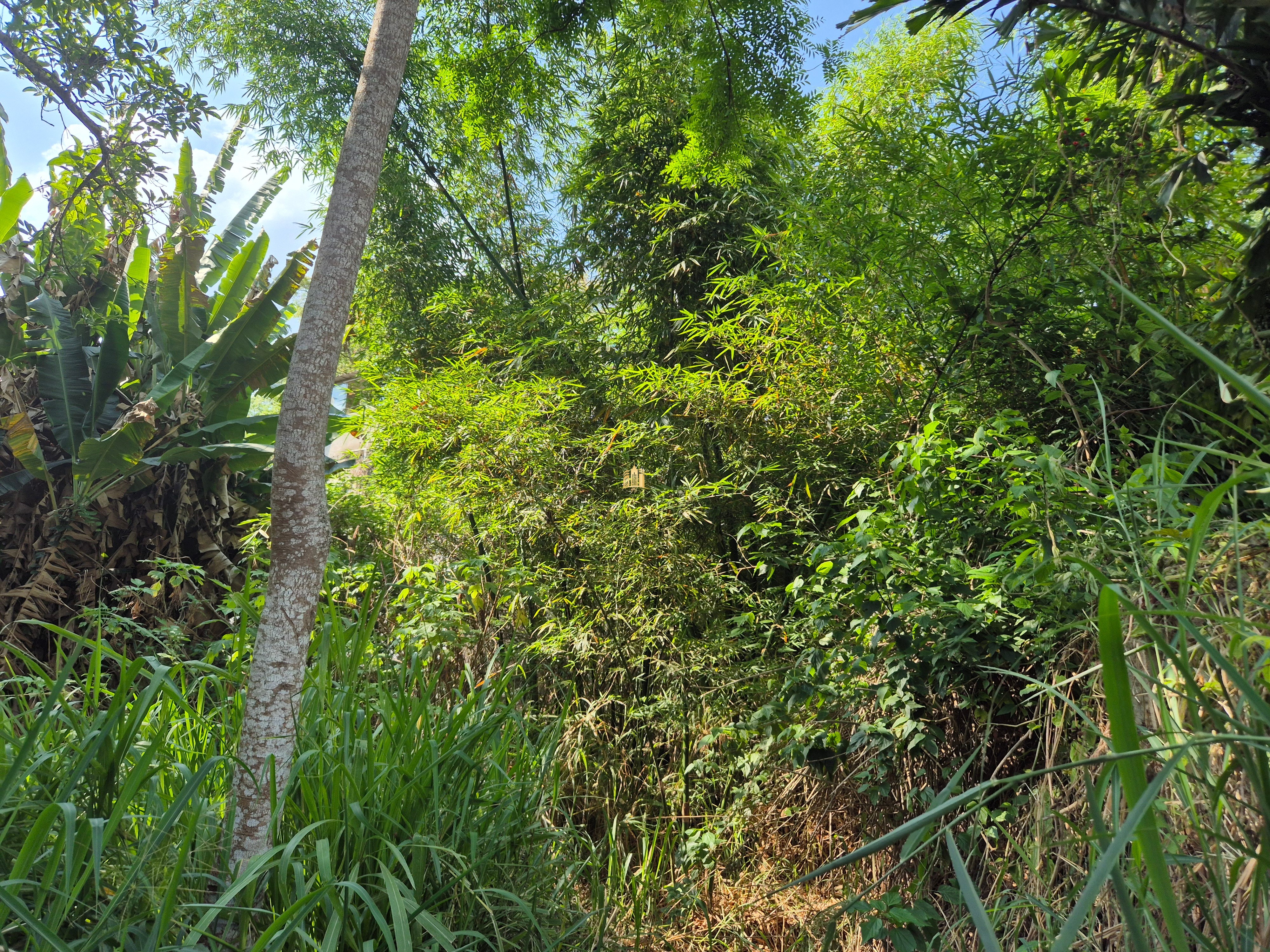 Sítio, 6 quartos, 1696 m² - Foto 40