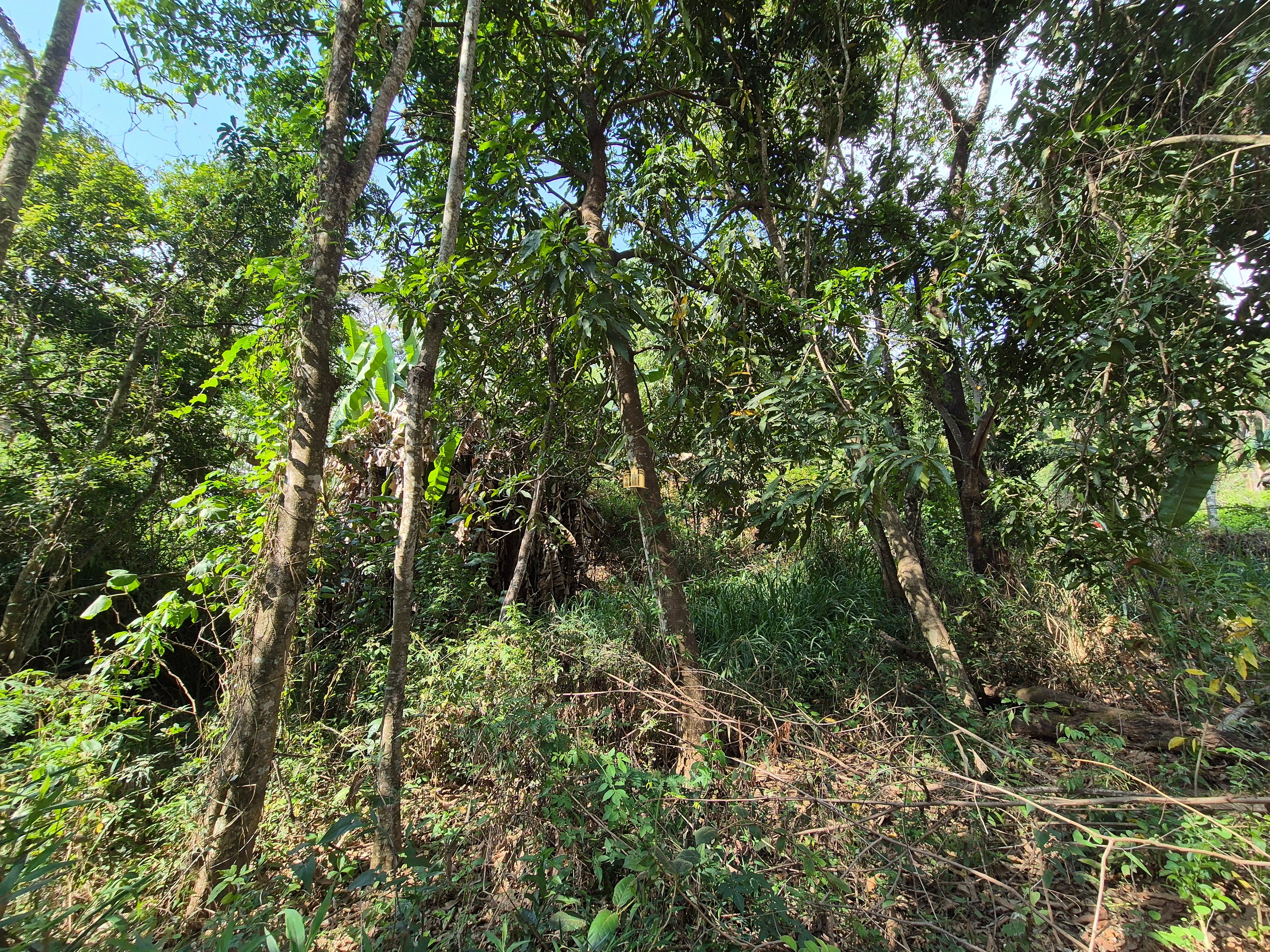 Sítio, 6 quartos, 1696 m² - Foto 48