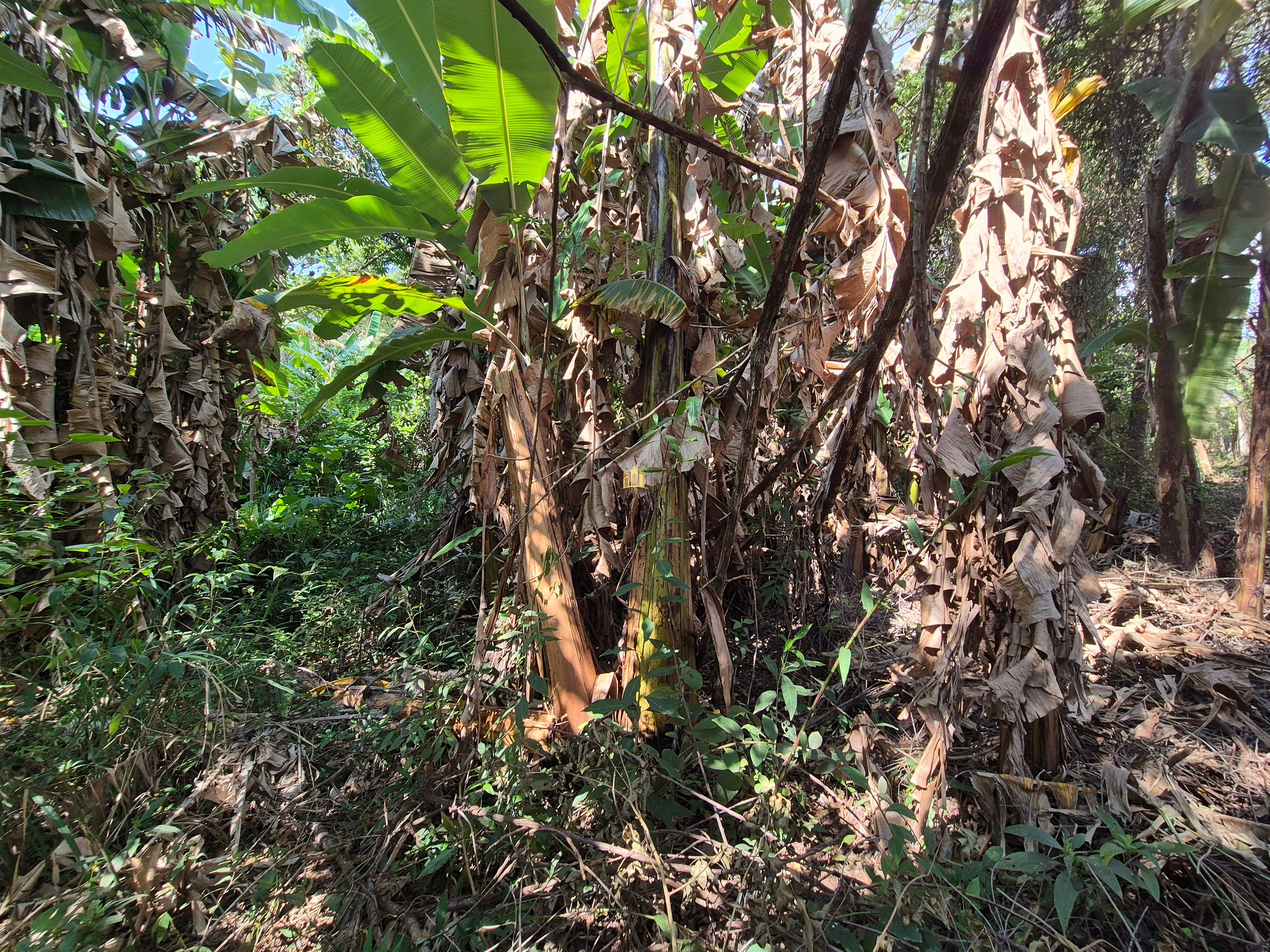 Sítio, 6 quartos, 1696 m² - Foto 46