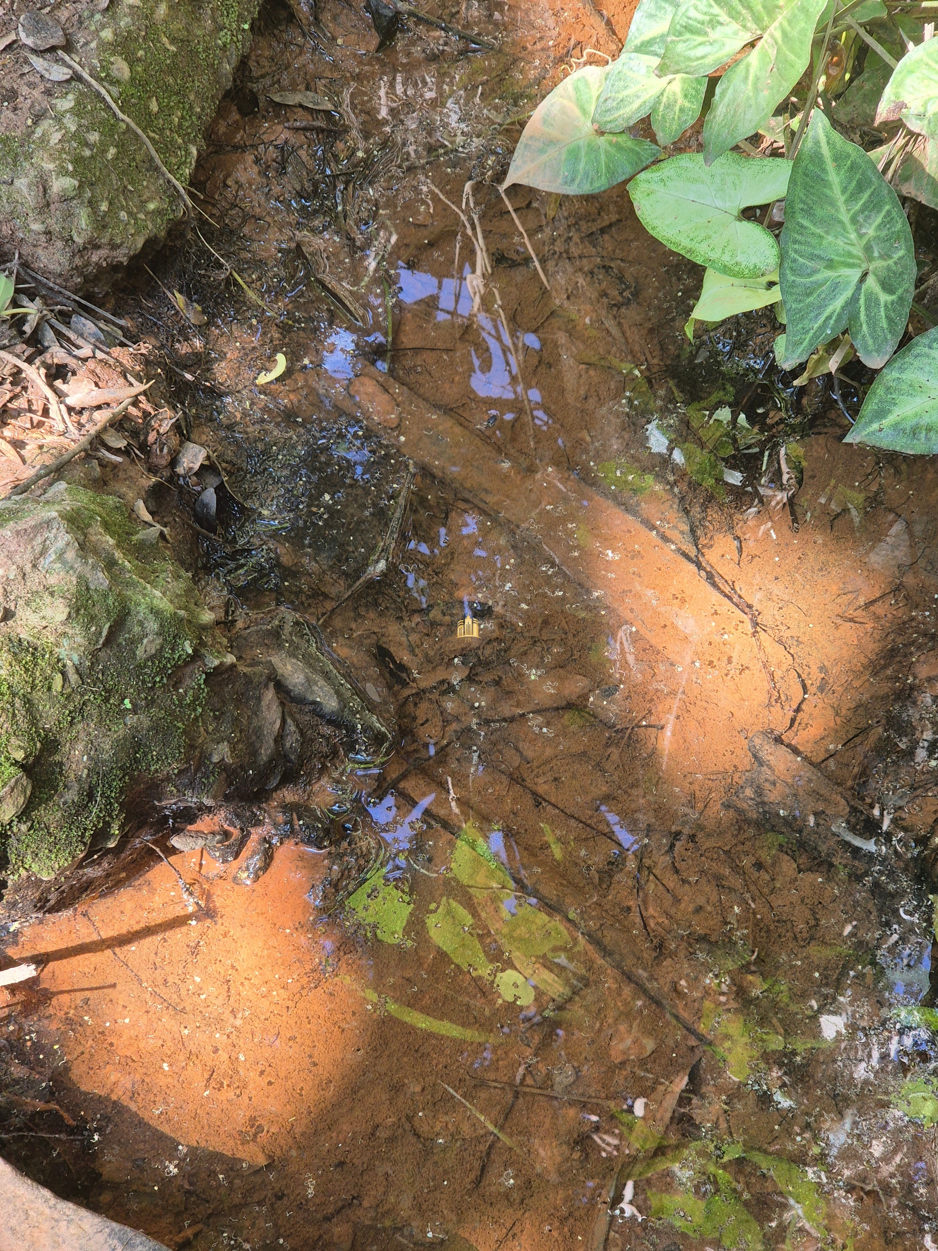 Sítio, 2 quartos, 1497 m² - Foto 31