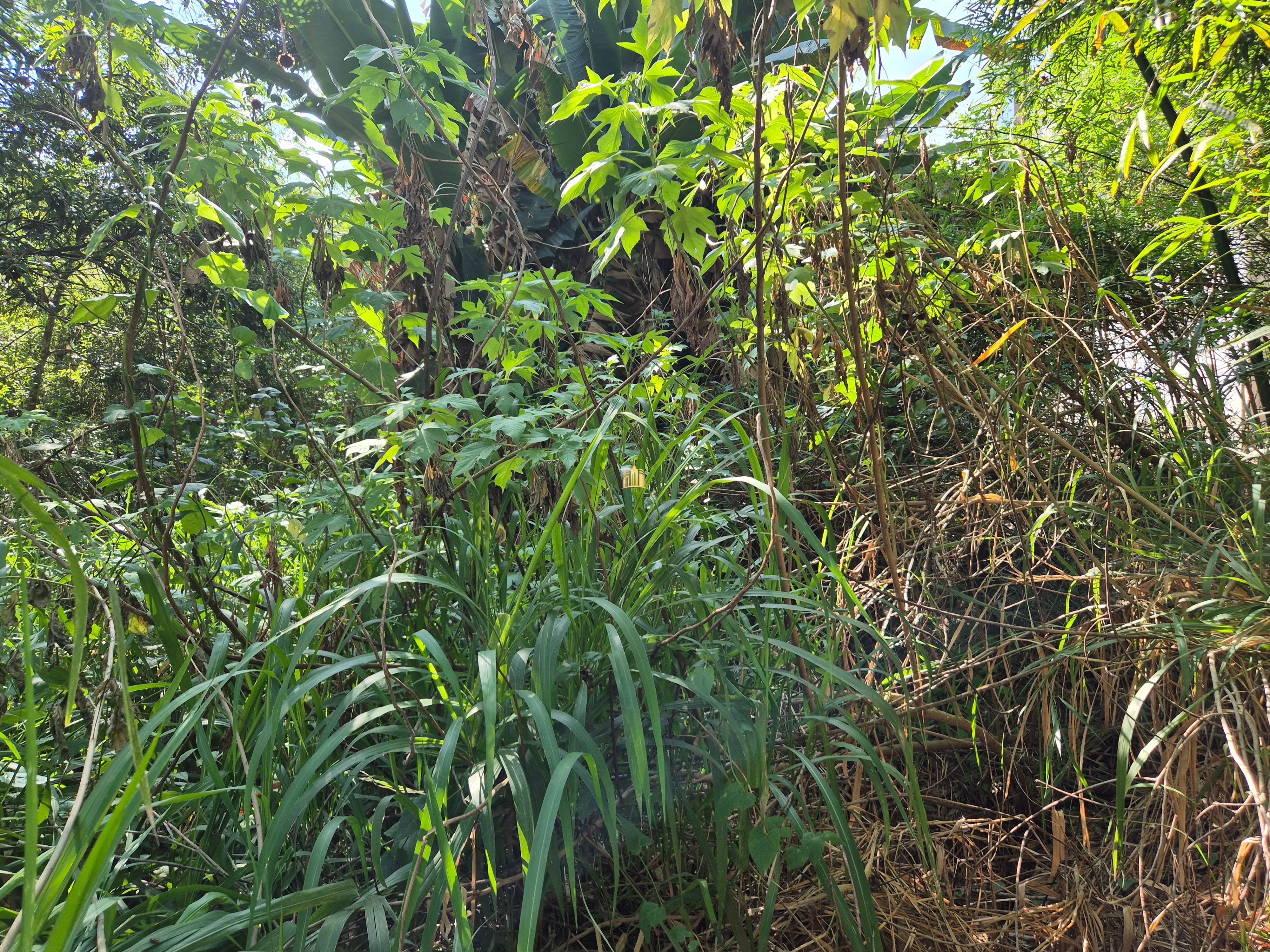 Sítio, 6 quartos, 1696 m² - Foto 49