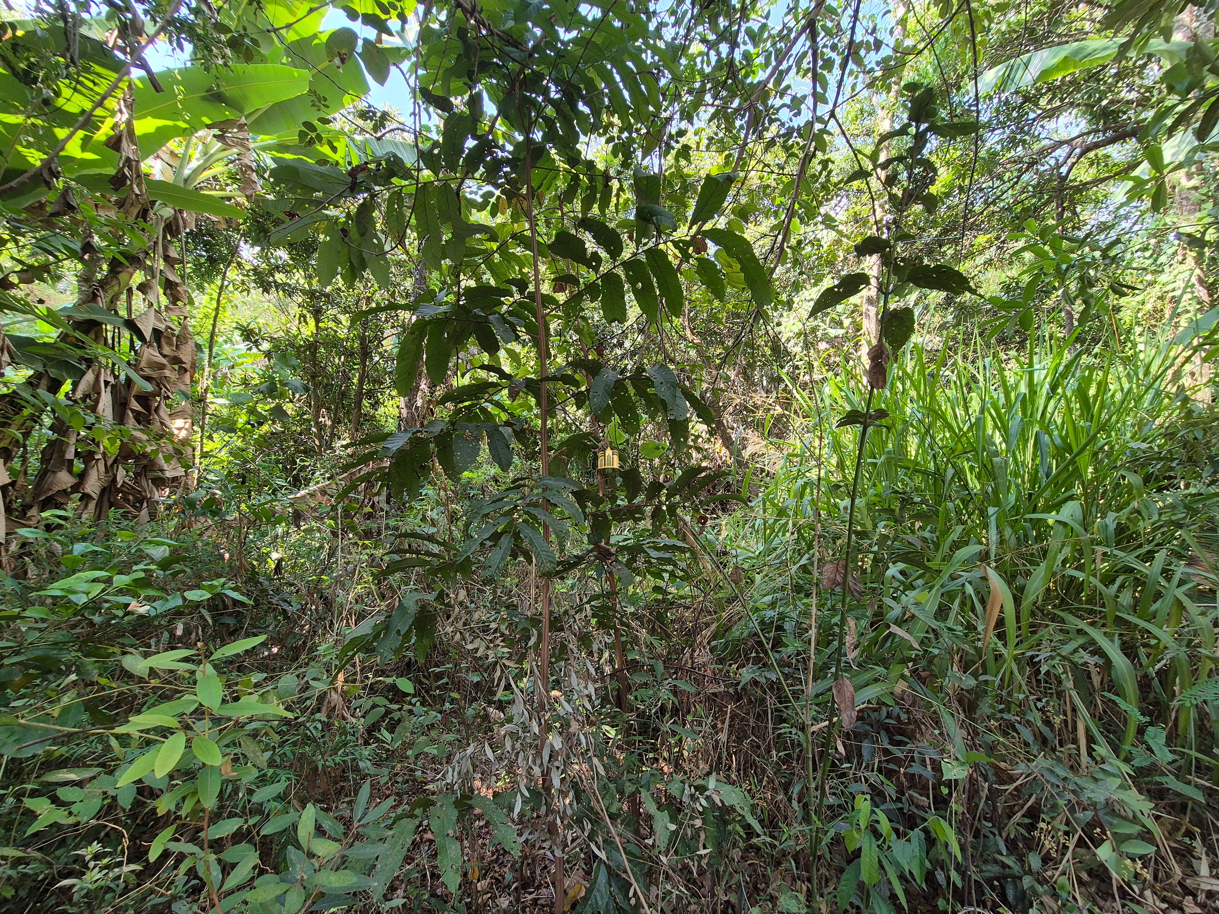 Sítio, 6 quartos, 1696 m² - Foto 47