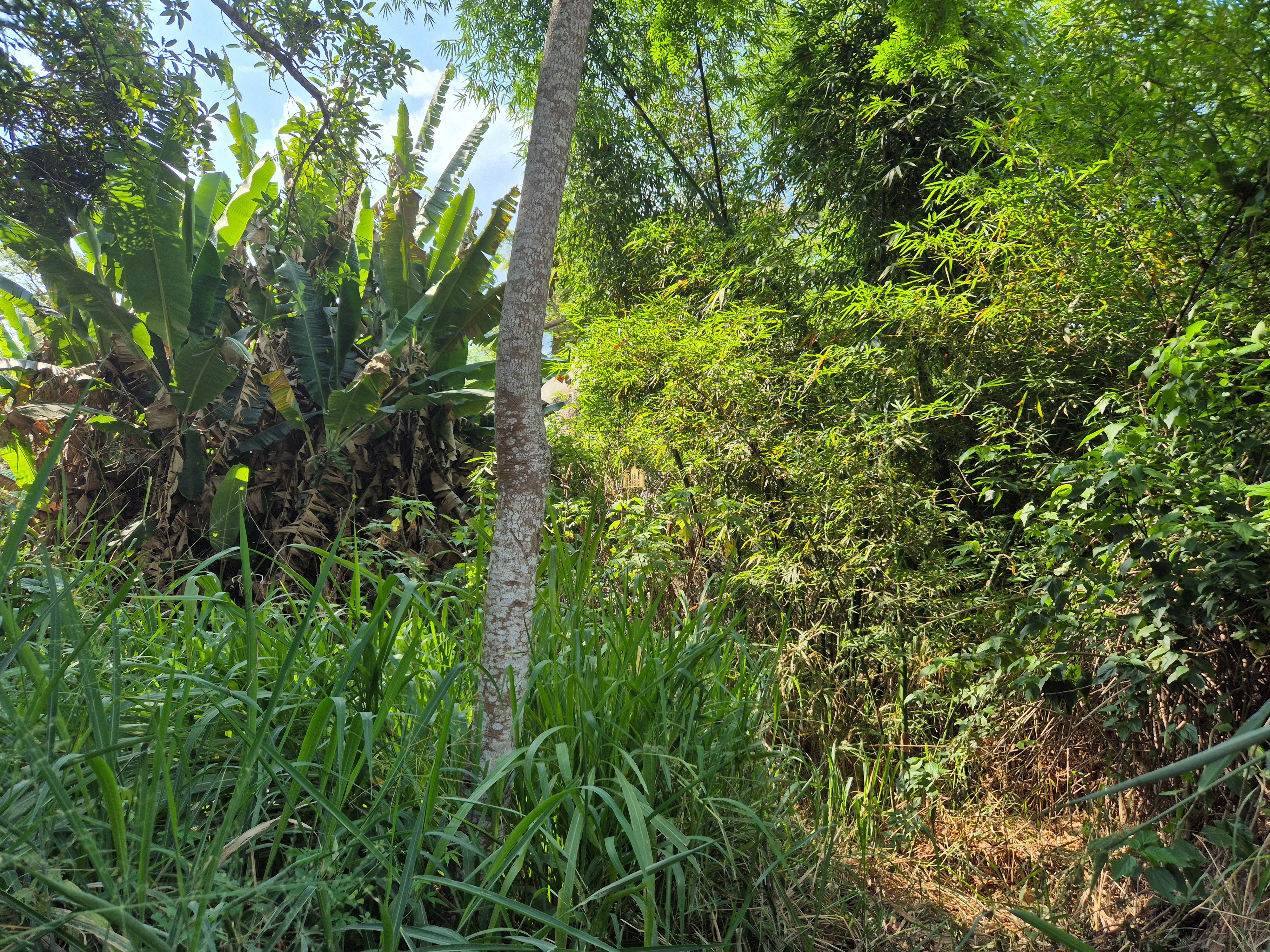 Sítio, 6 quartos, 1696 m² - Foto 37