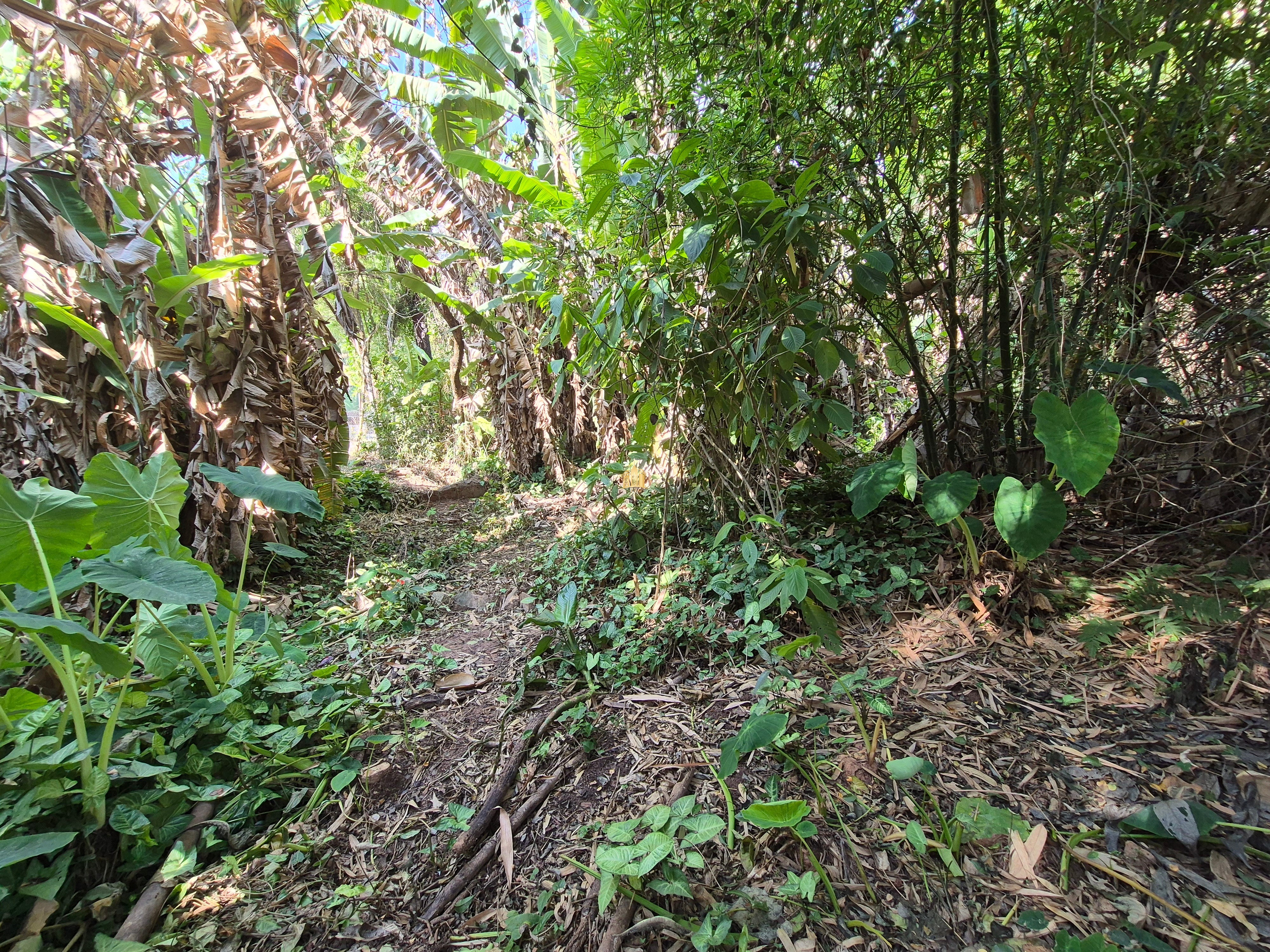 Sítio, 6 quartos, 1696 m² - Foto 39