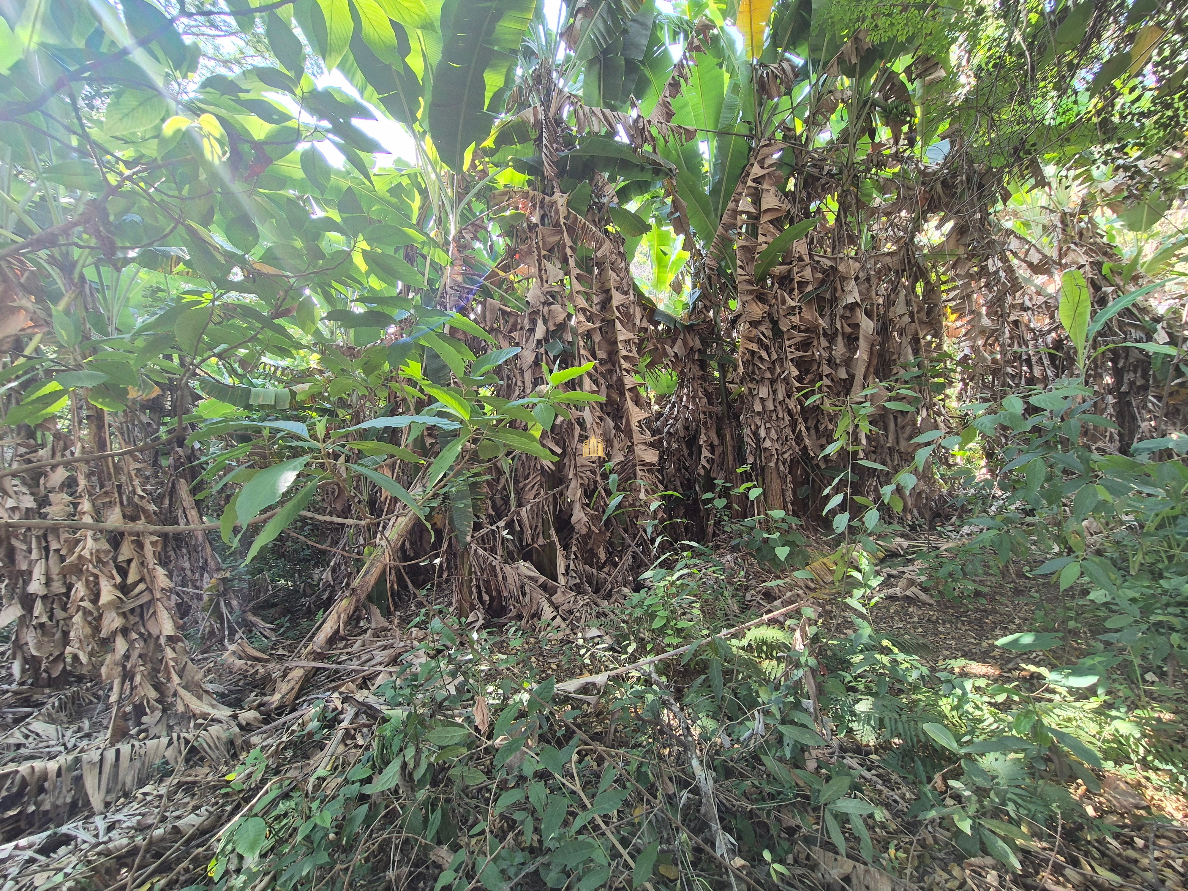 Sítio, 6 quartos, 1696 m² - Foto 44