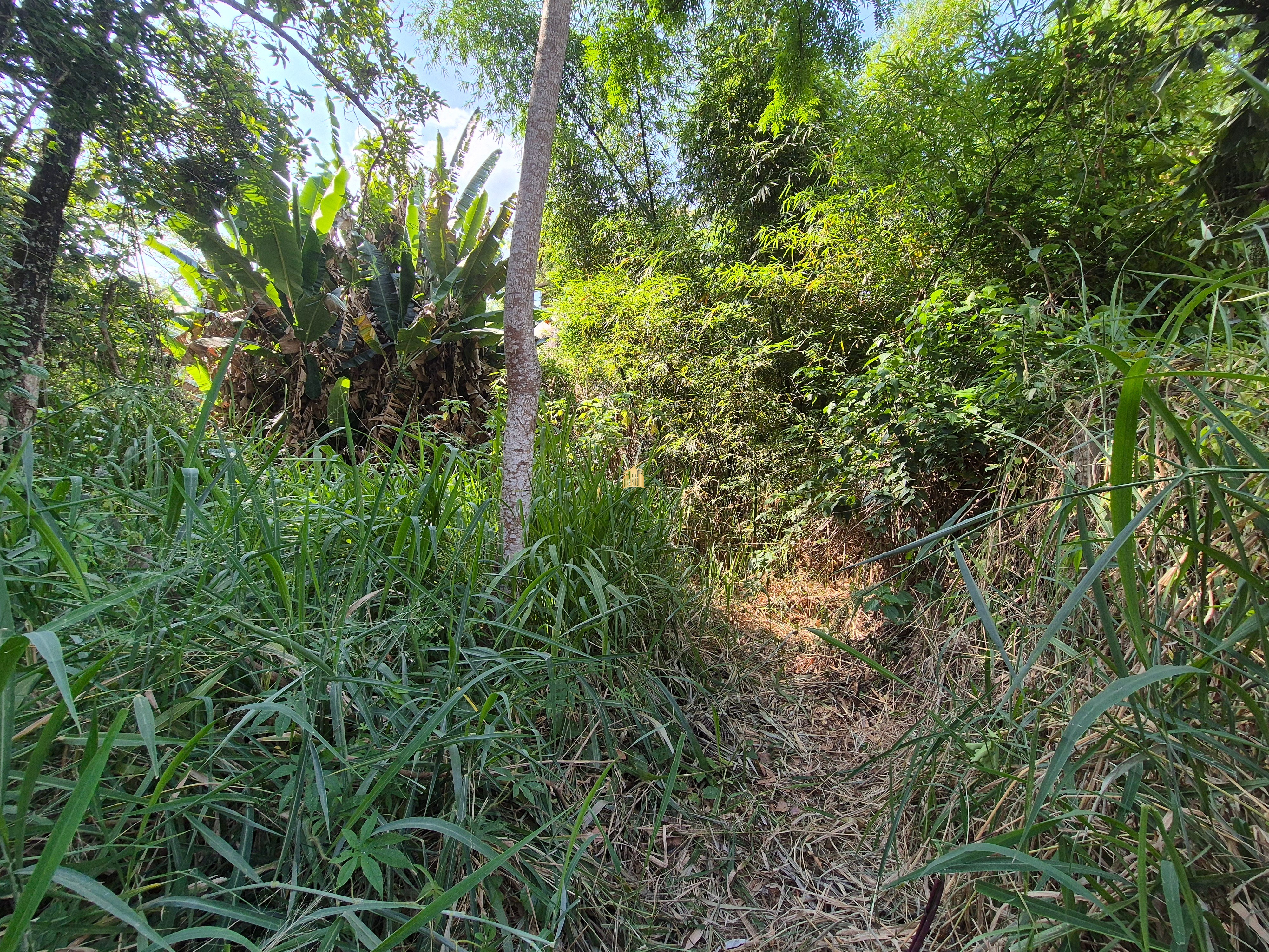 Sítio, 6 quartos, 1696 m² - Foto 50