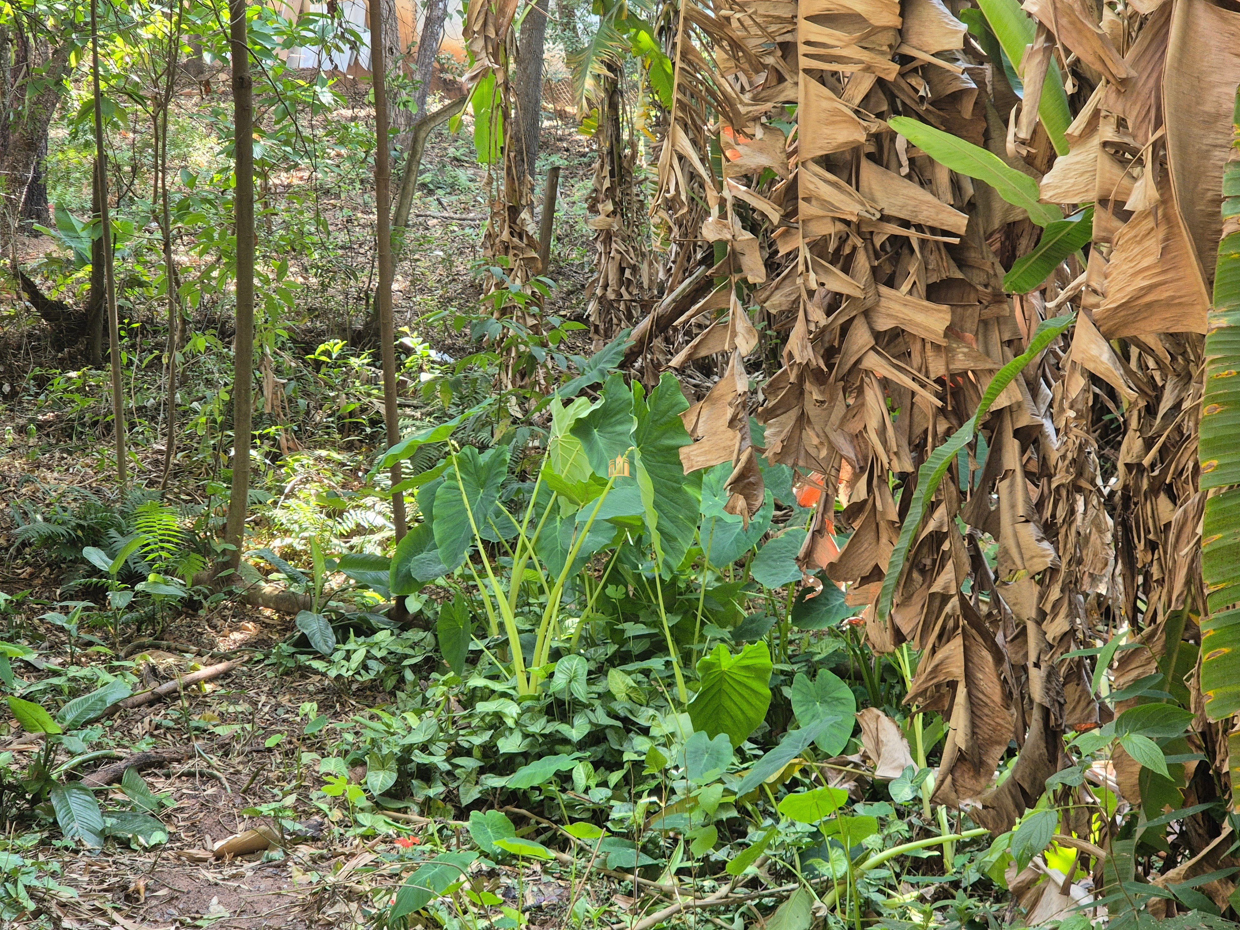 Sítio, 6 quartos, 1696 m² - Foto 31