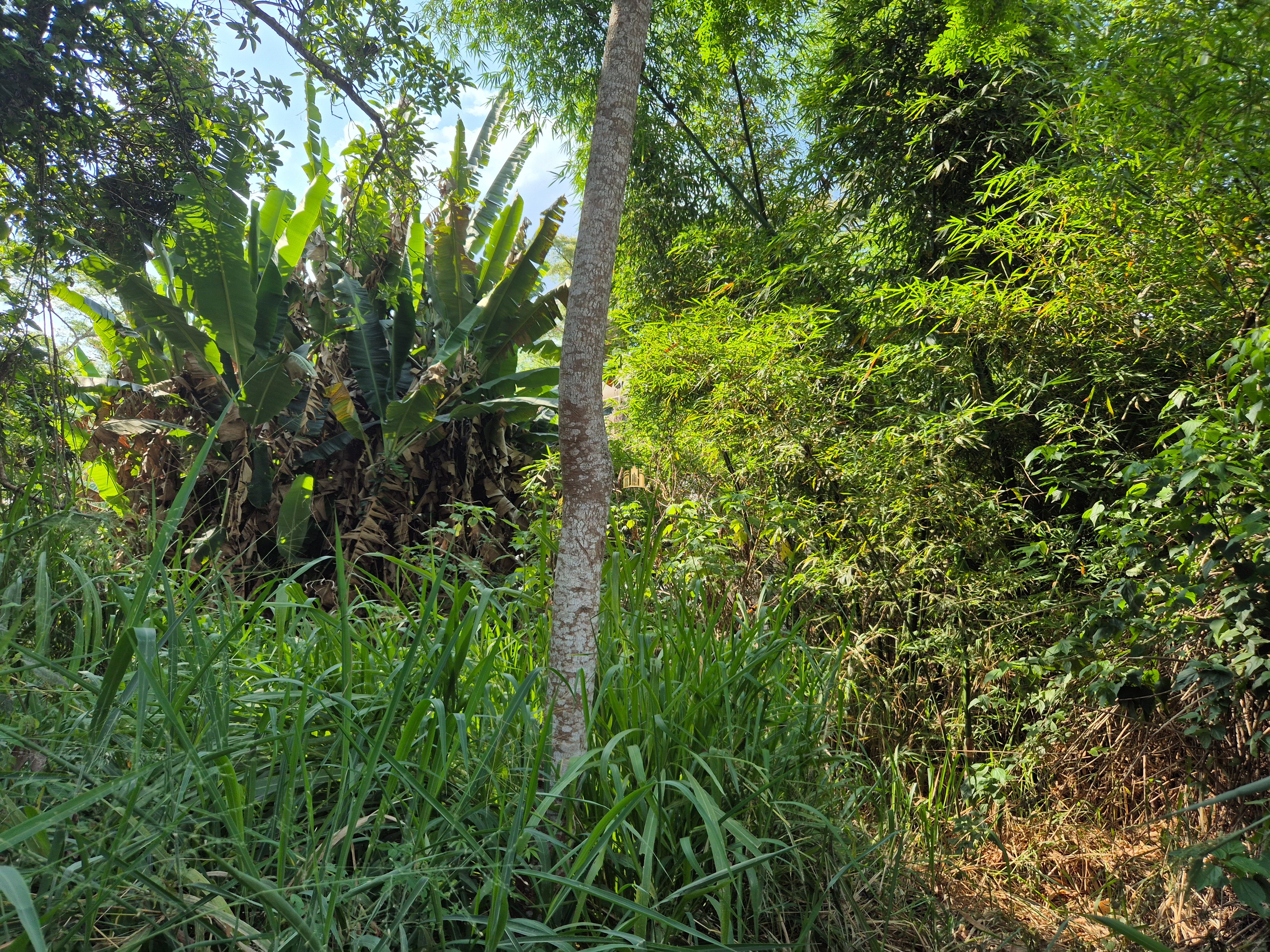 Sítio, 6 quartos, 1696 m² - Foto 51