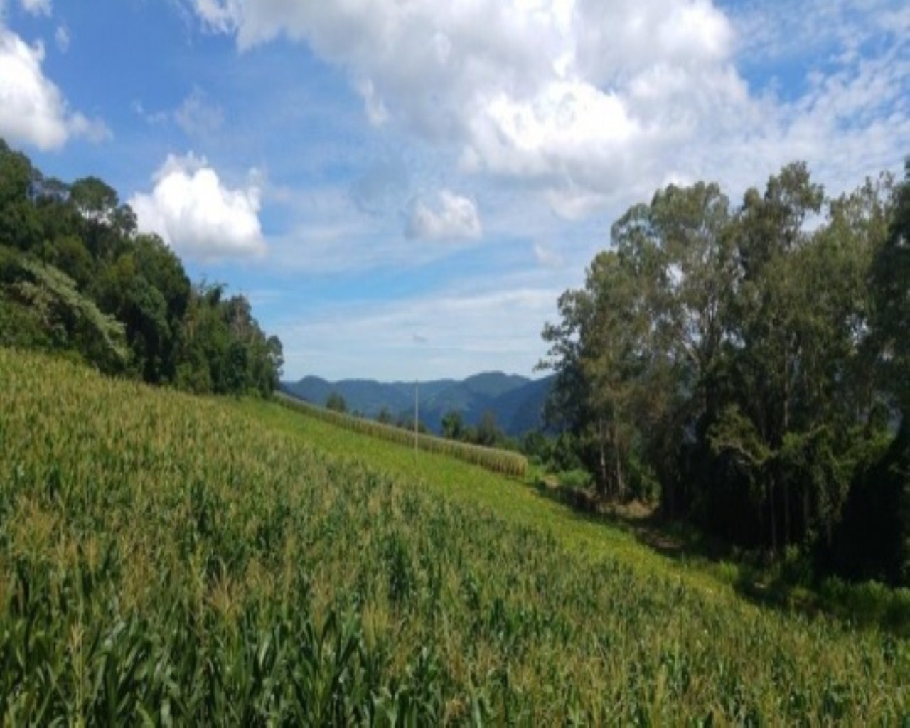 SITIO RURAL em Nova Petrópolis - RS, Santa Inês