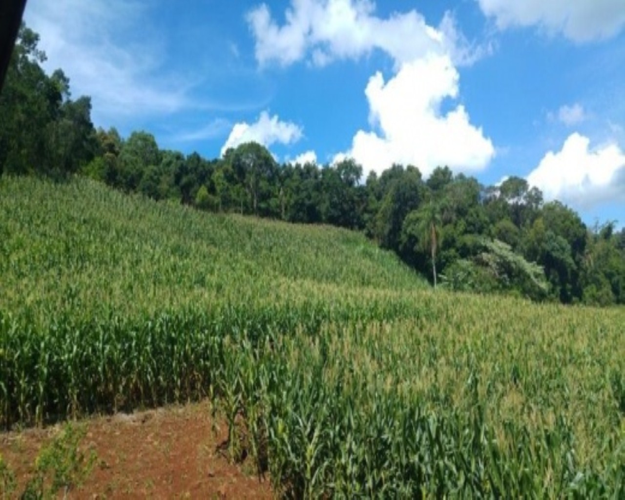 SITIO RURAL em Nova Petrópolis - RS, Santa Inês