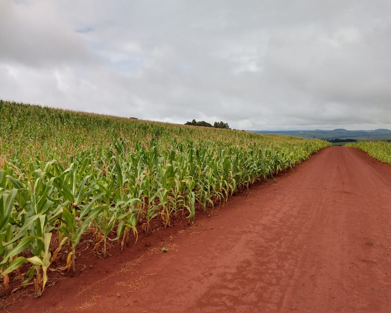 Fazenda à venda - Foto 3