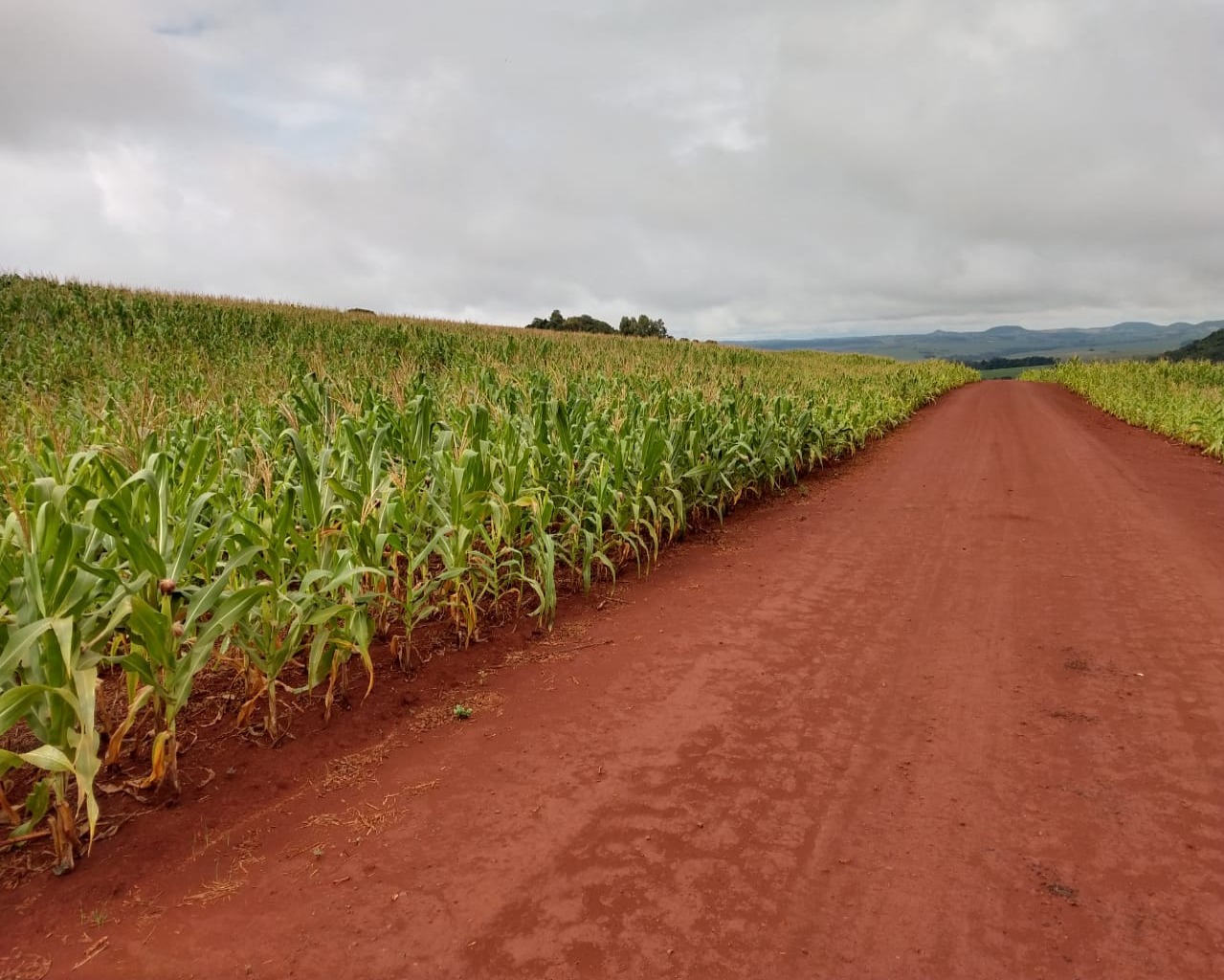 Fazenda à venda - Foto 4