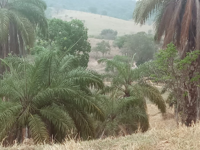 Chácara à venda, 20000m² - Foto 35