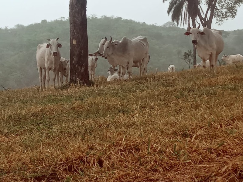 Chácara à venda, 20000m² - Foto 37