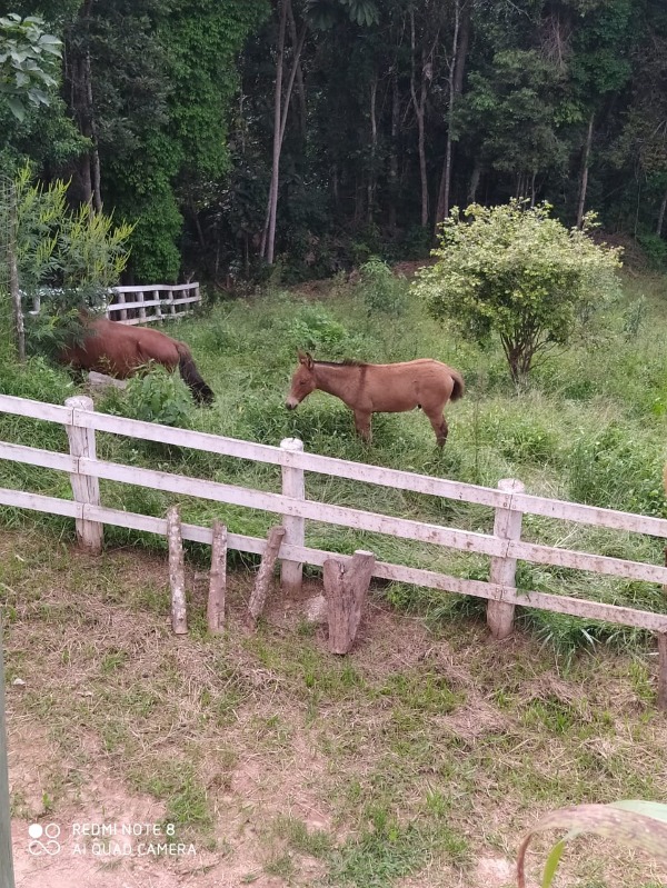 Fazenda à venda com 3 quartos, 26800m² - Foto 44