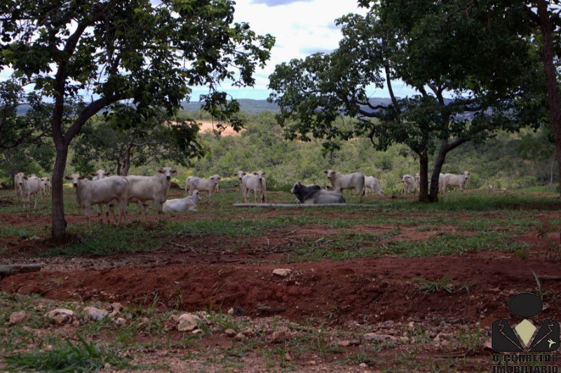 Chácara à venda, 20000m² - Foto 15