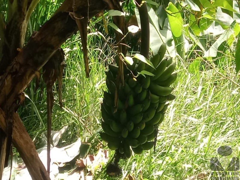 Fazenda, 2 hectares - Foto 40