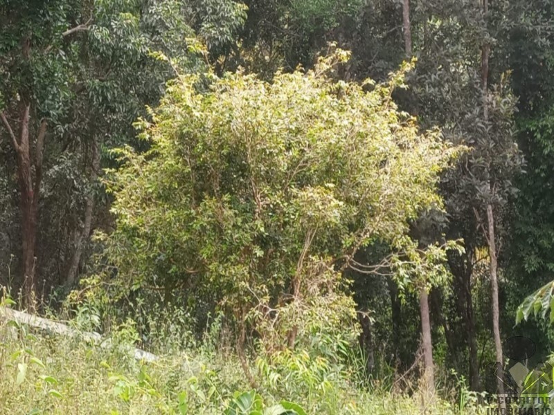 Fazenda, 2 hectares - Foto 42