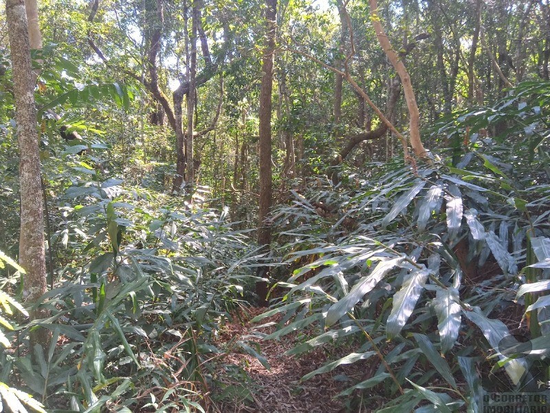 Chácara, 3 hectares - Foto 35